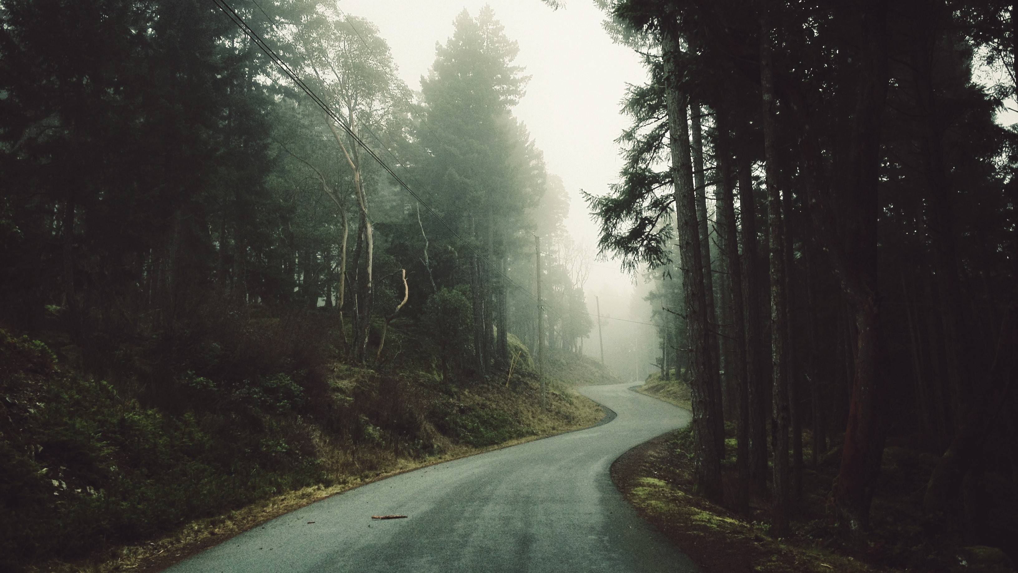 Forest Road Photography Aerial 4K Wallpapers