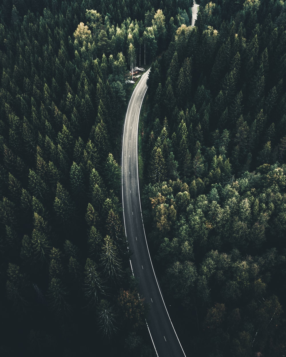 Forest Road Wallpapers