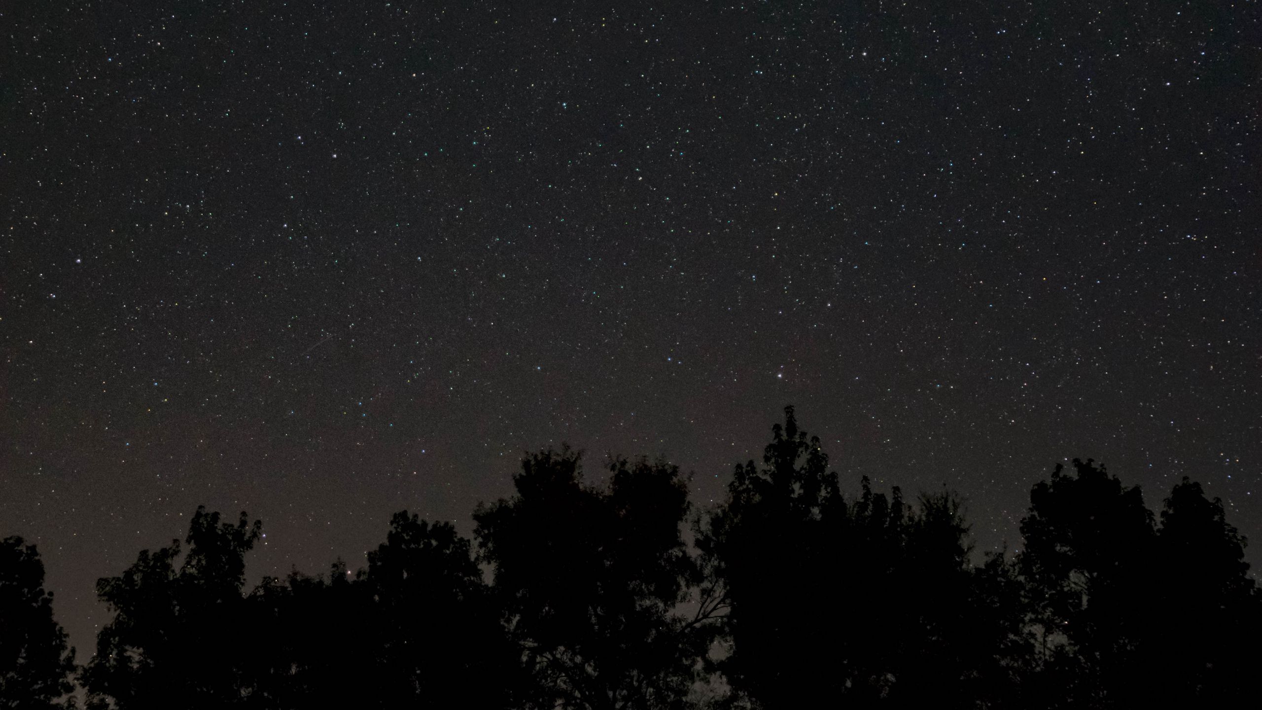 Forest Starry Night Monochrome Wallpapers