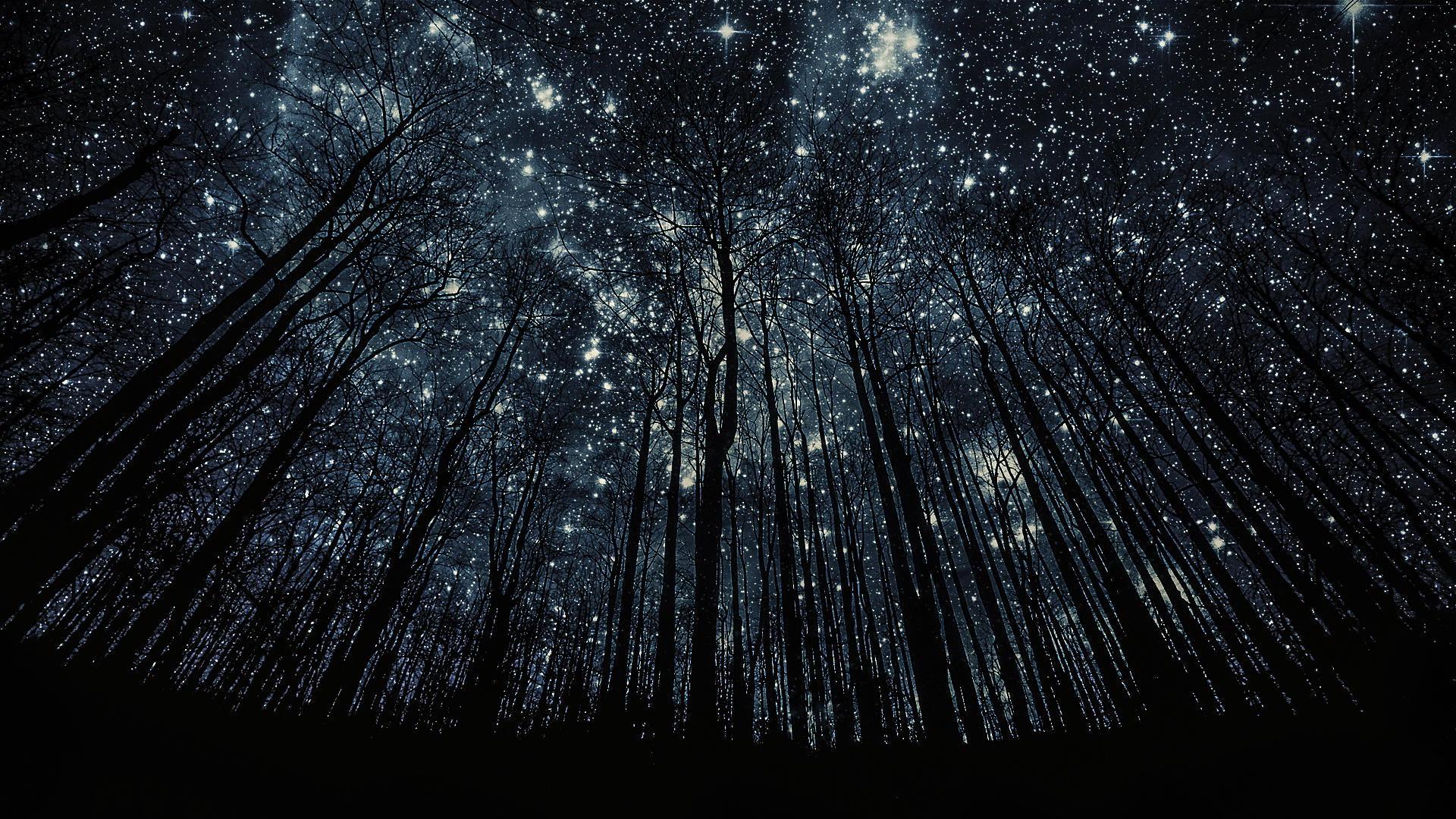 Forest Starry Night Monochrome Wallpapers