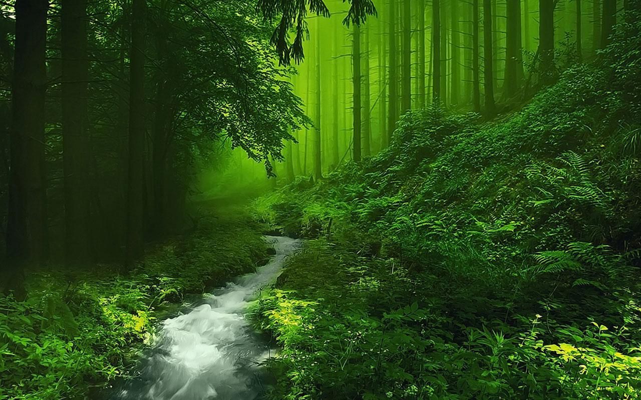 Forest Wallpapers