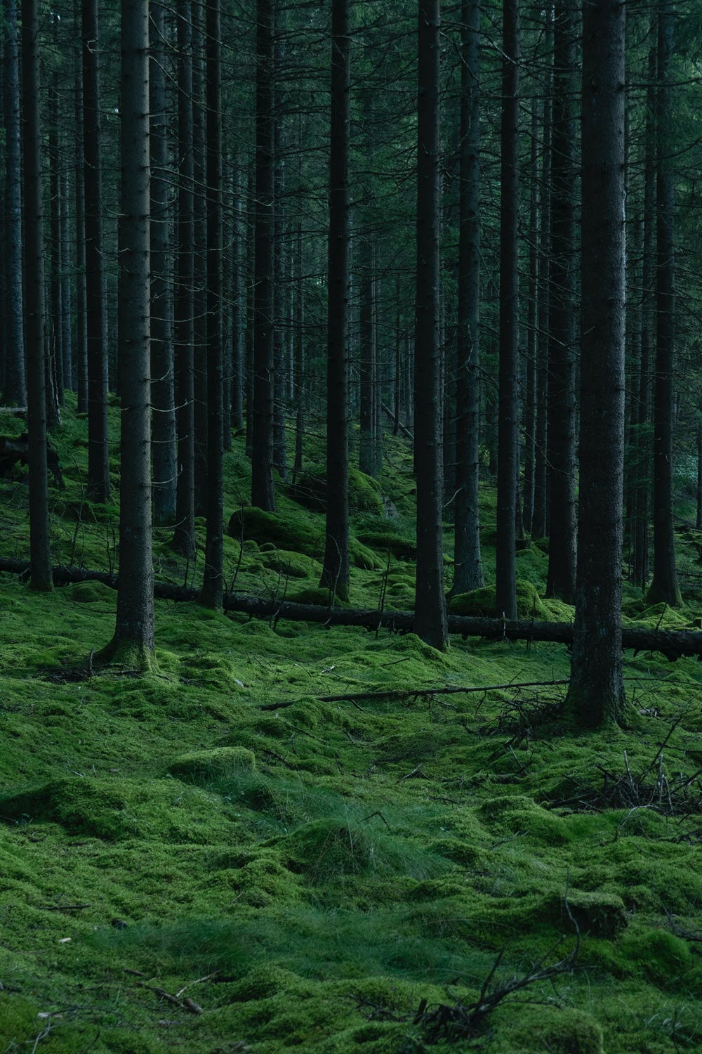 Forest Wallpapers