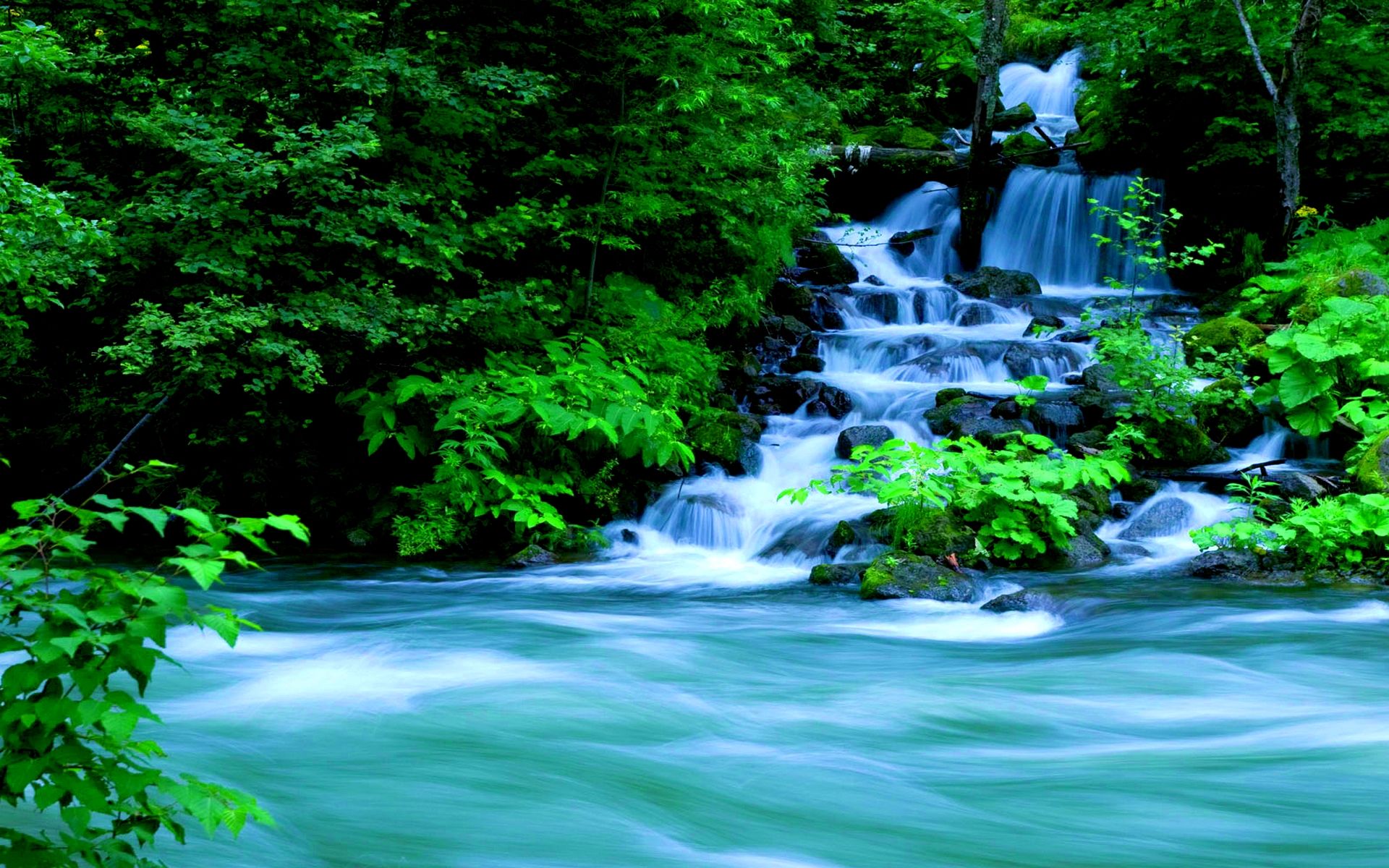 Forest Waterfall Background