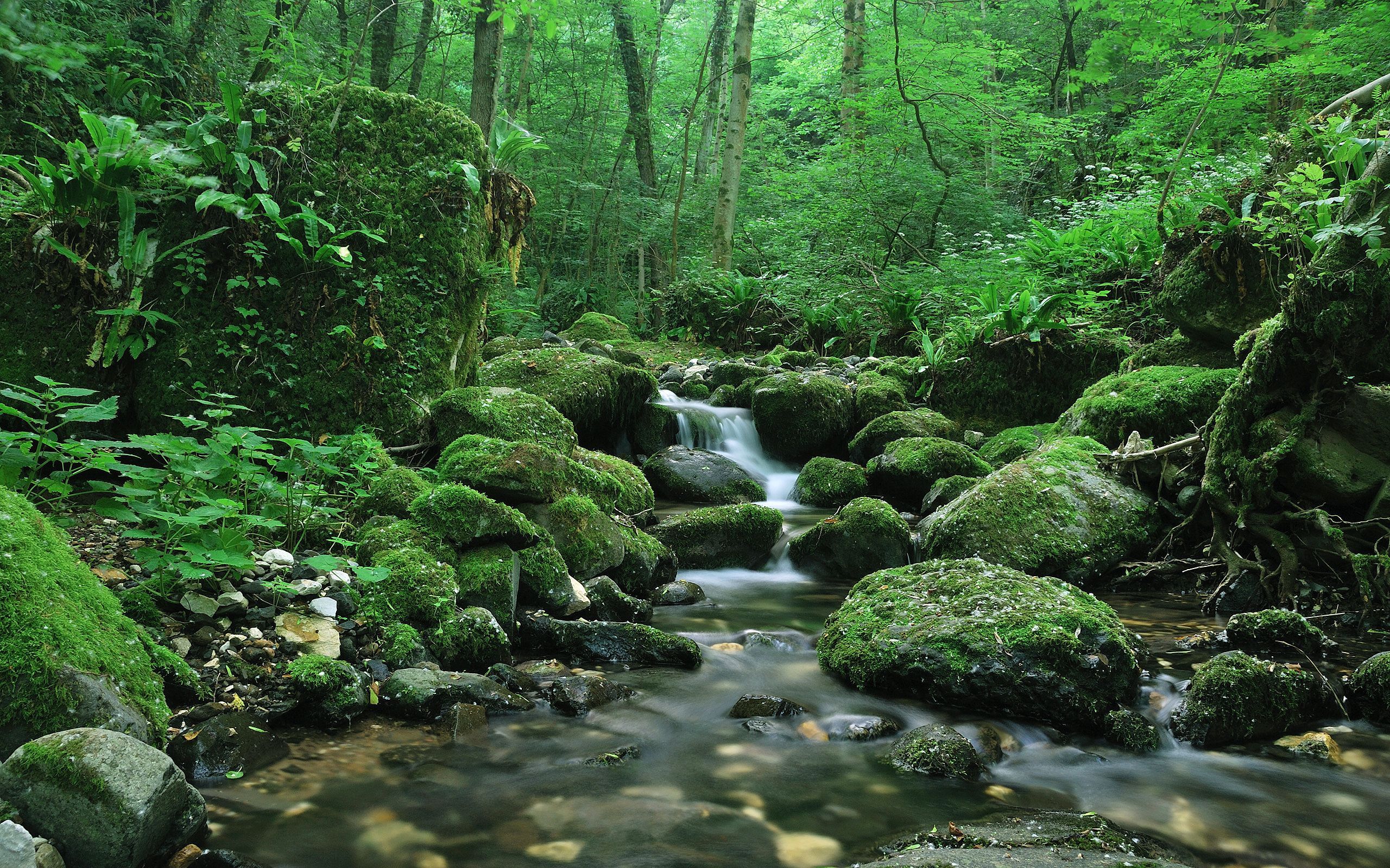 Forest Waterfall Background