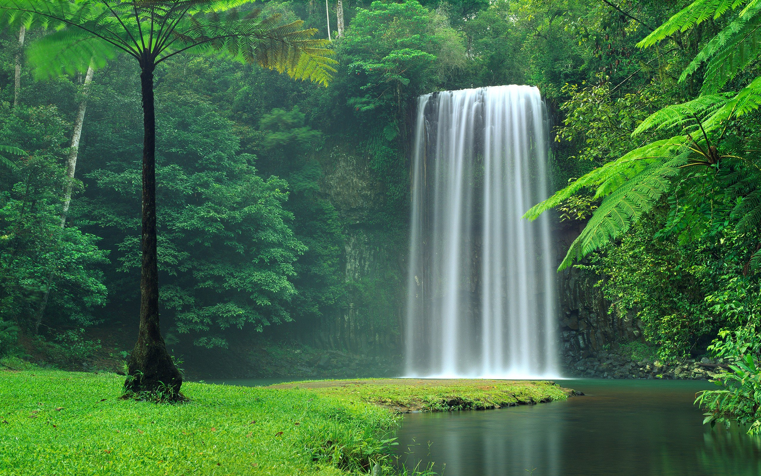 Forest Waterfall Background