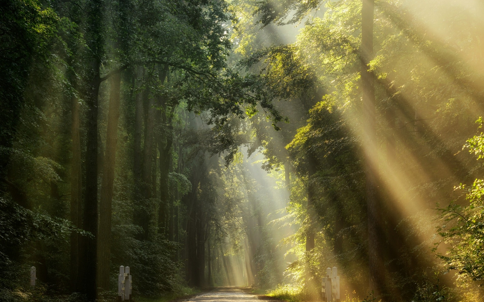 Forests Roads Rays Of Light Wallpapers