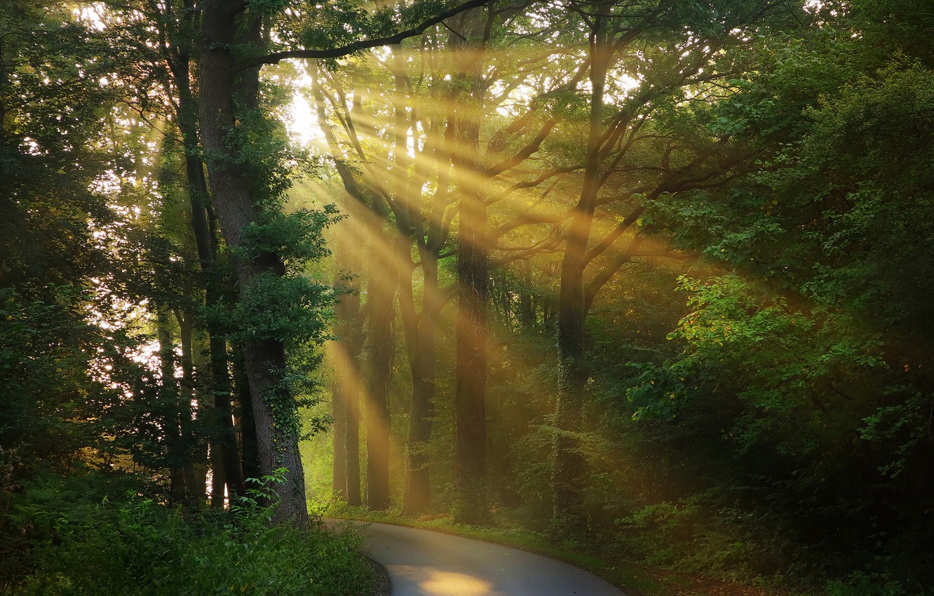 Forests Roads Rays Of Light Wallpapers