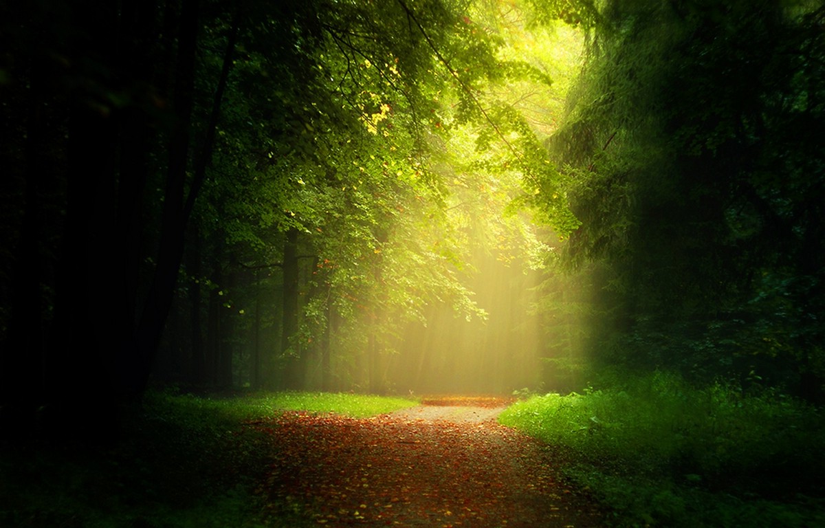 Forests Roads Rays Of Light Wallpapers