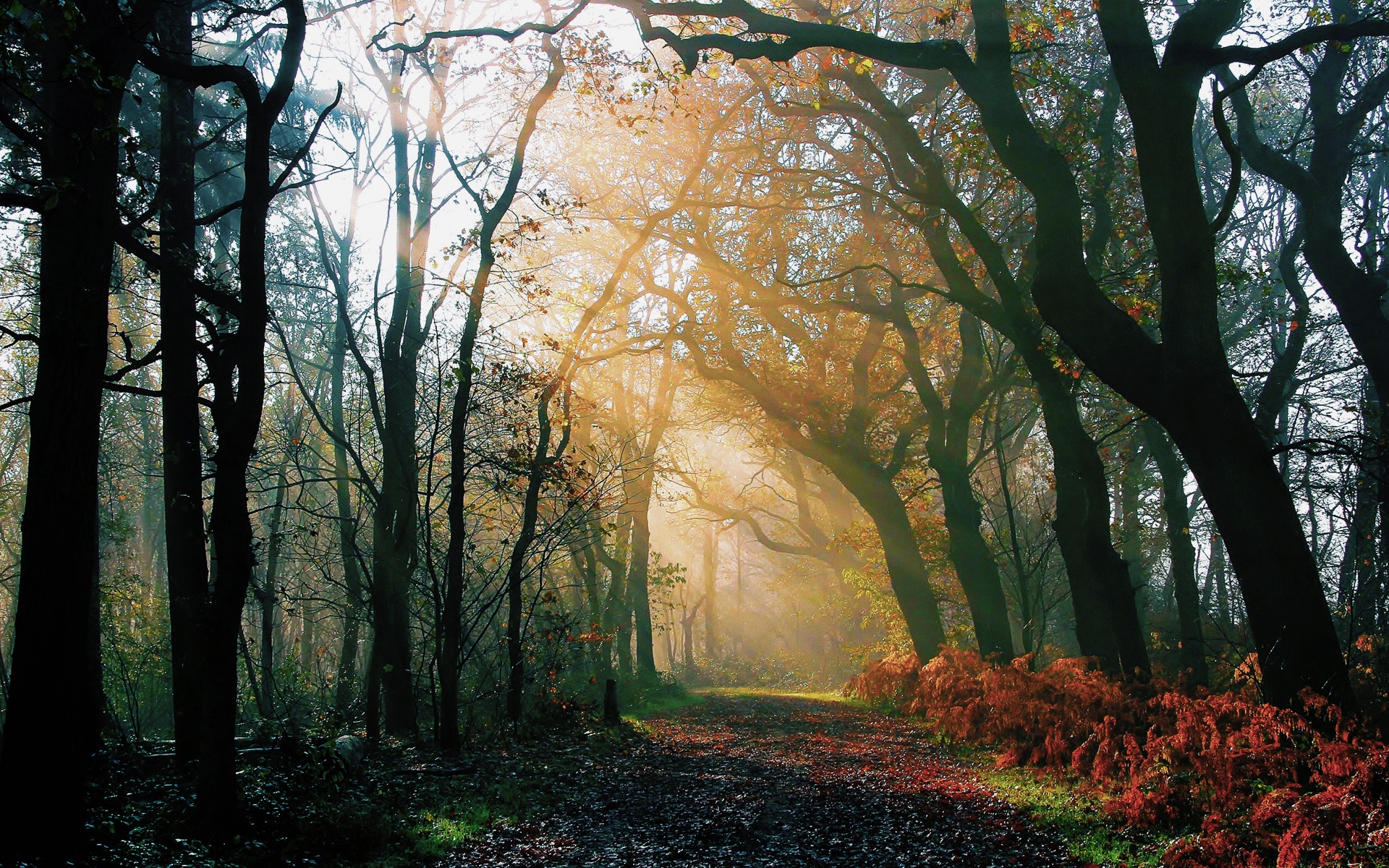 Forests Roads Rays Of Light Wallpapers