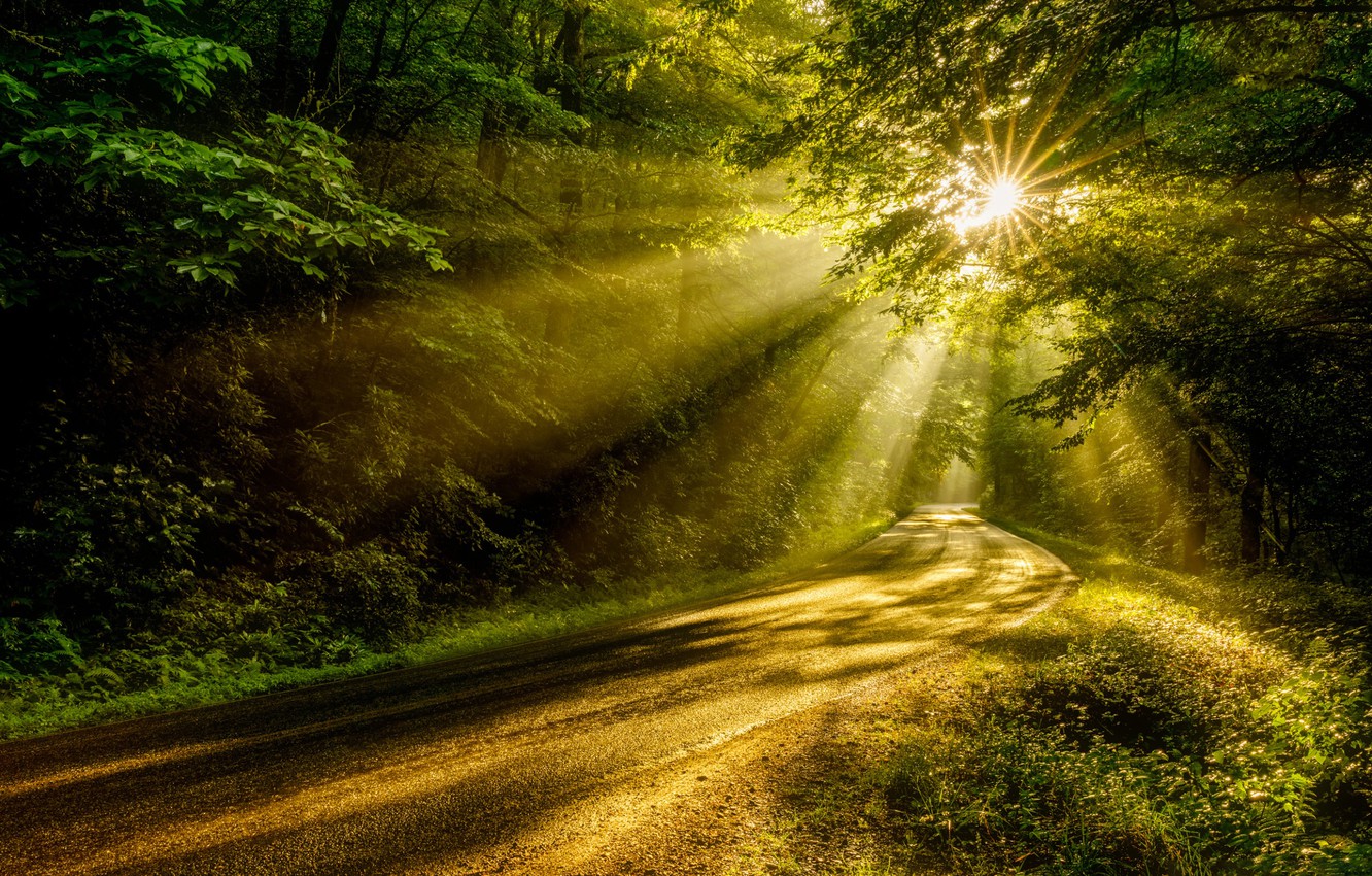 Forests Roads Rays Of Light Wallpapers