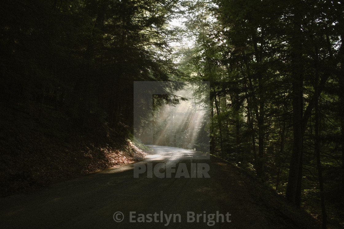 Forests Roads Rays Of Light Wallpapers