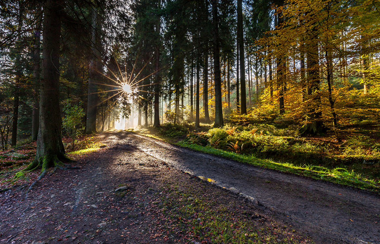 Forests Roads Rays Of Light Wallpapers