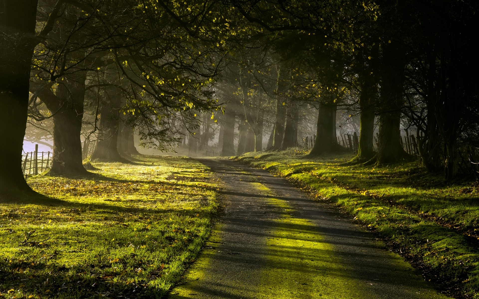 Forests Roads Rays Of Light Wallpapers