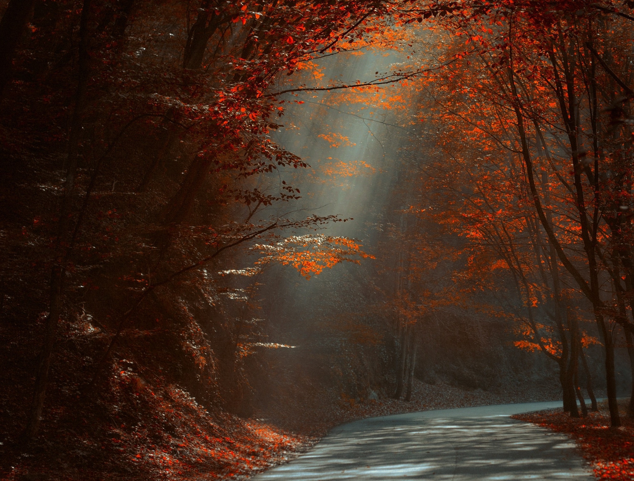 Forests Roads Rays Of Light Wallpapers