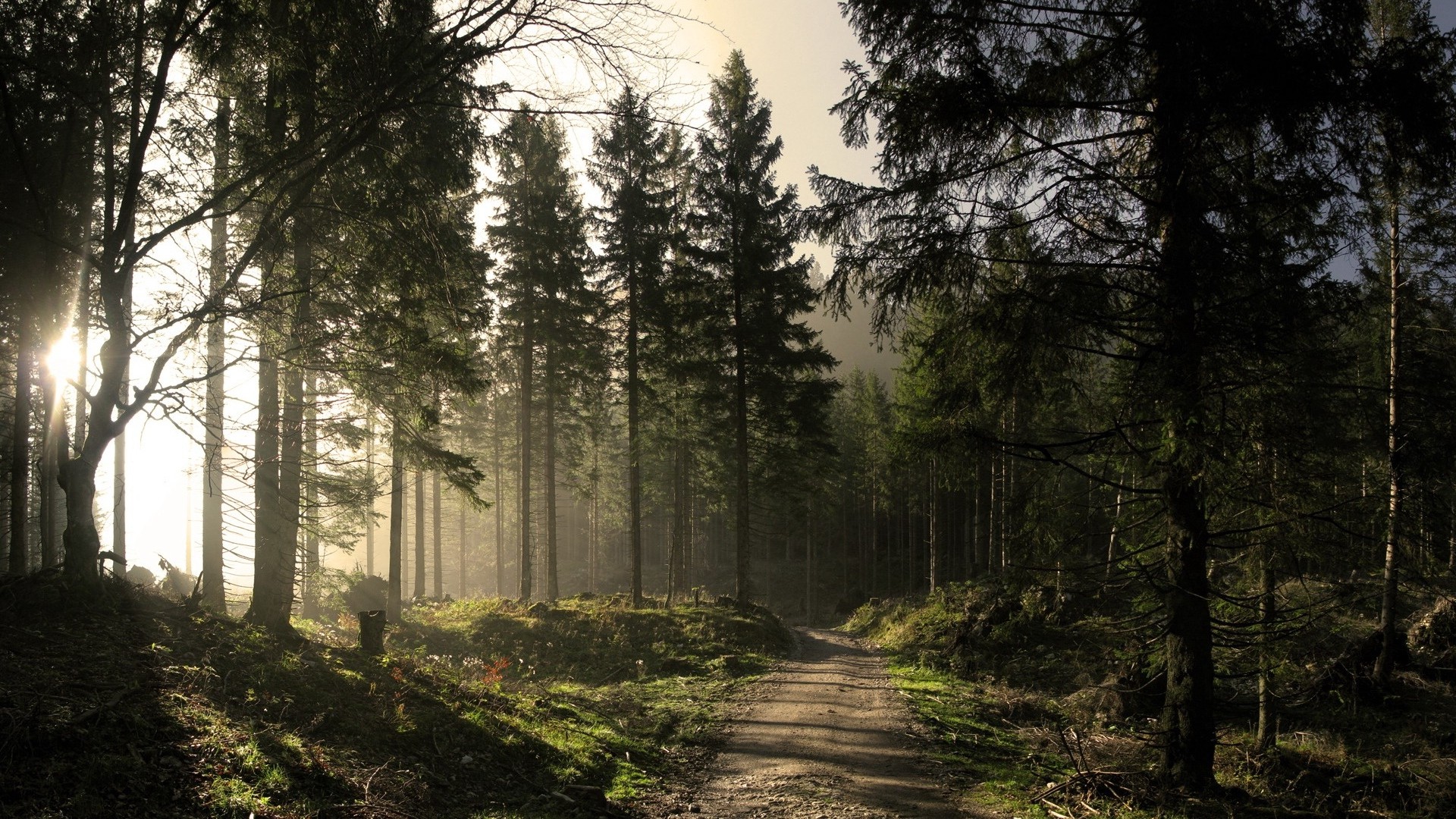 Forests Roads Rays Of Light Wallpapers