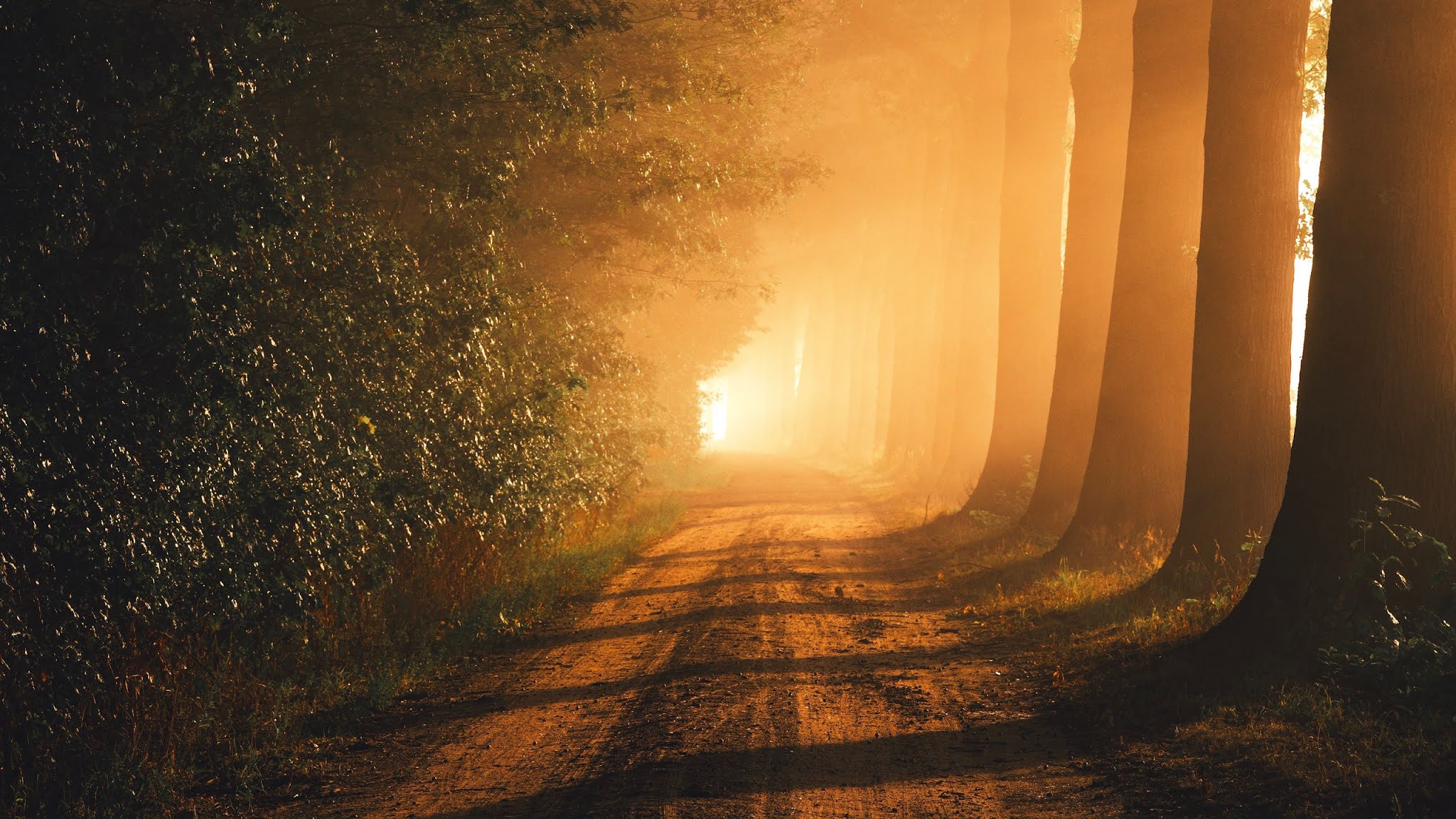 Forests Roads Rays Of Light Wallpapers