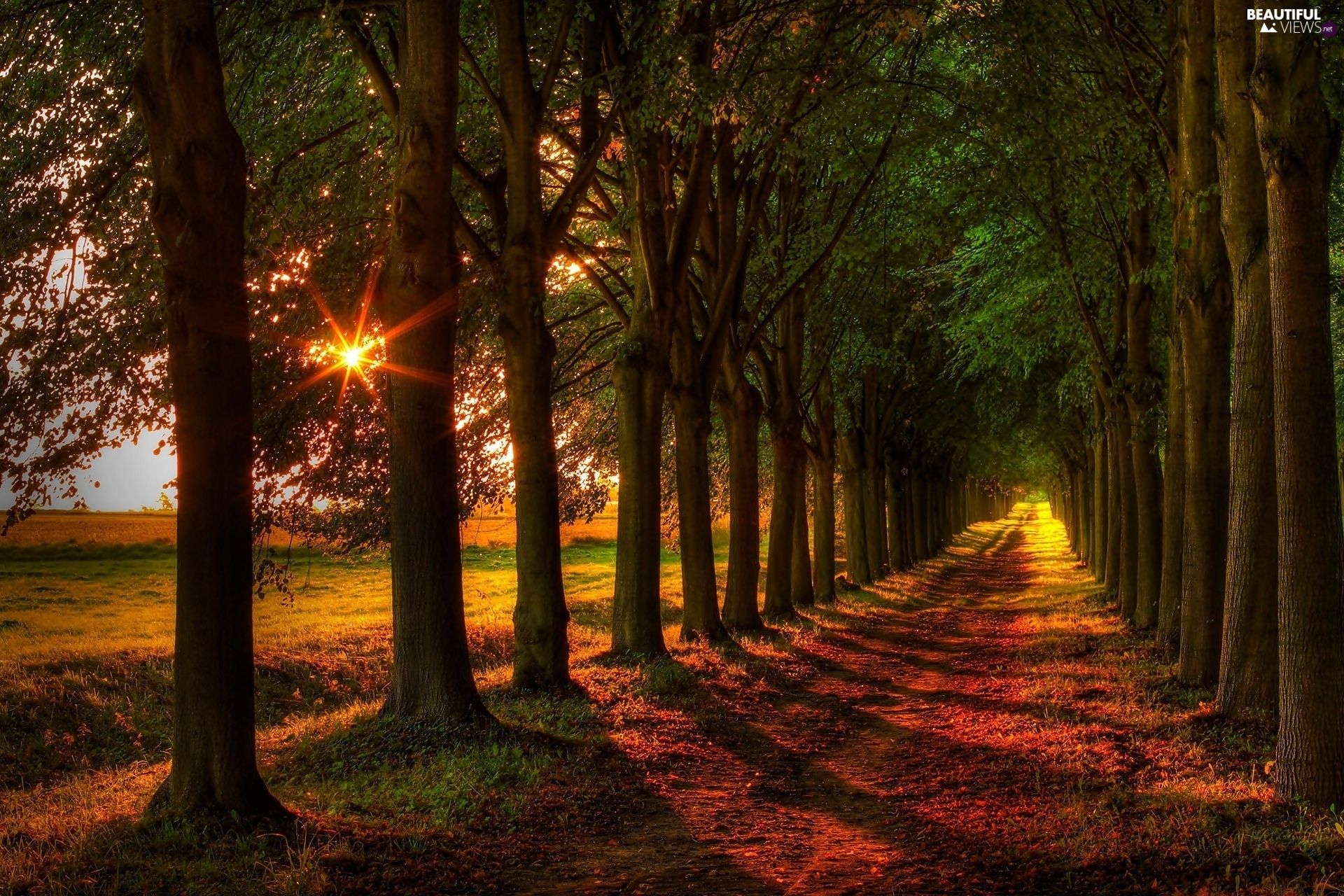 Forests Roads Rays Of Light Wallpapers