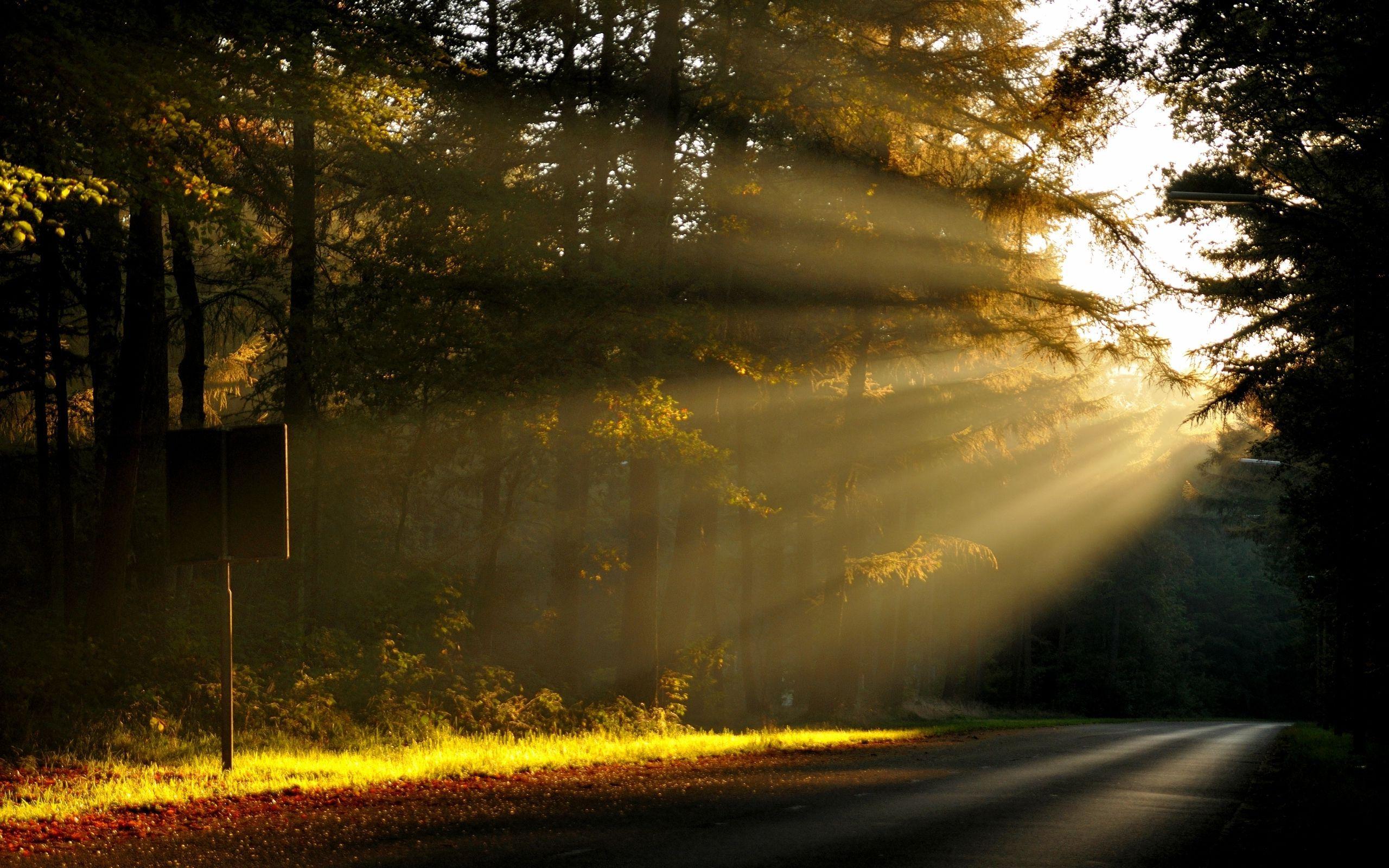 Forests Roads Rays Of Light Wallpapers