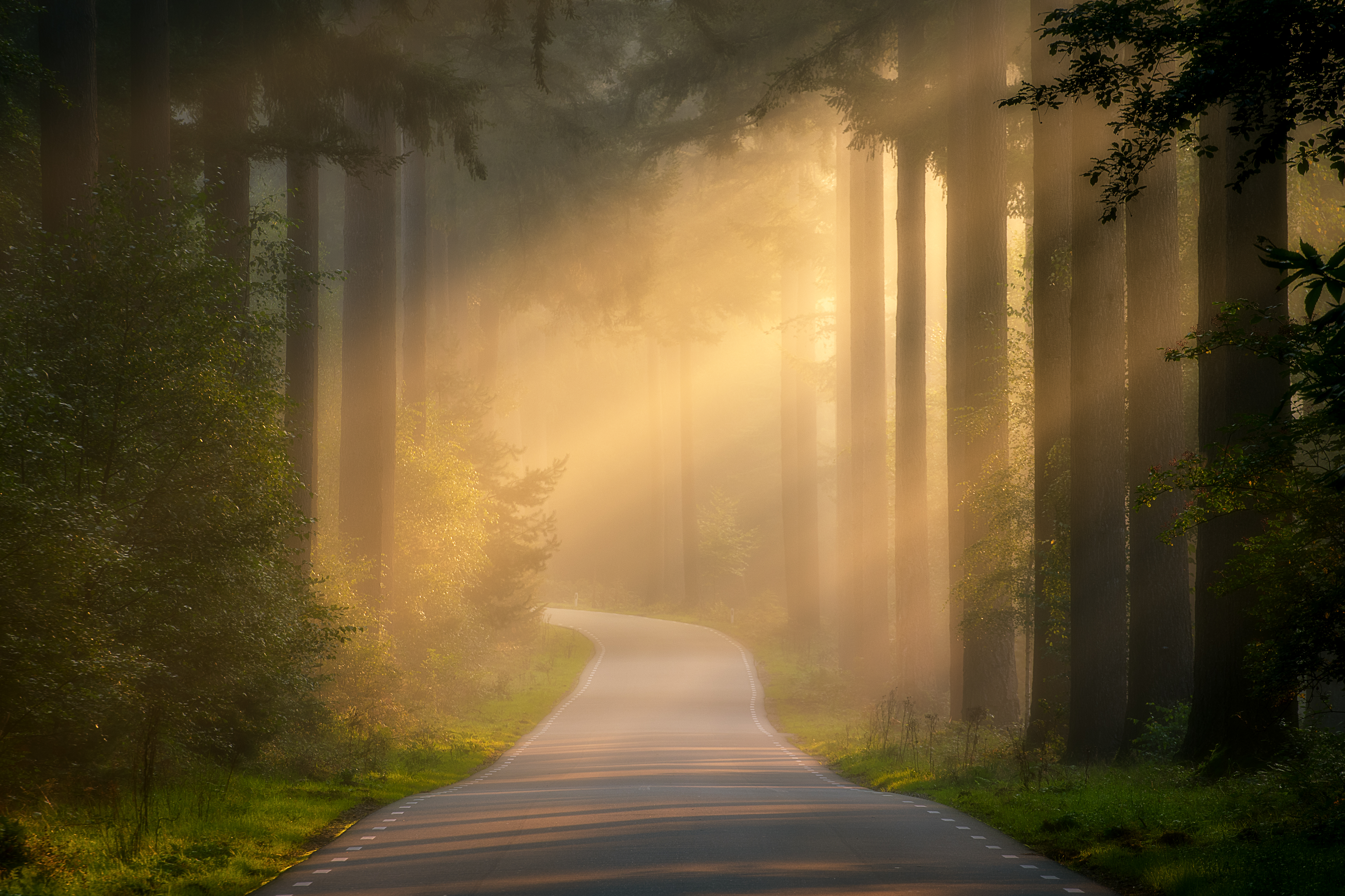 Forests Roads Rays Of Light Wallpapers