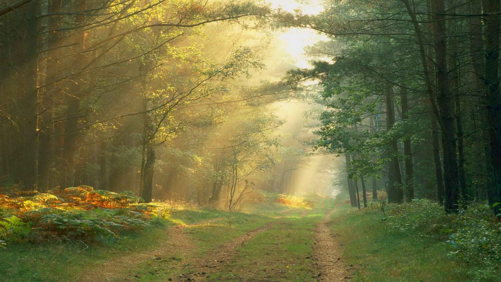 Forests Roads Rays Of Light Wallpapers