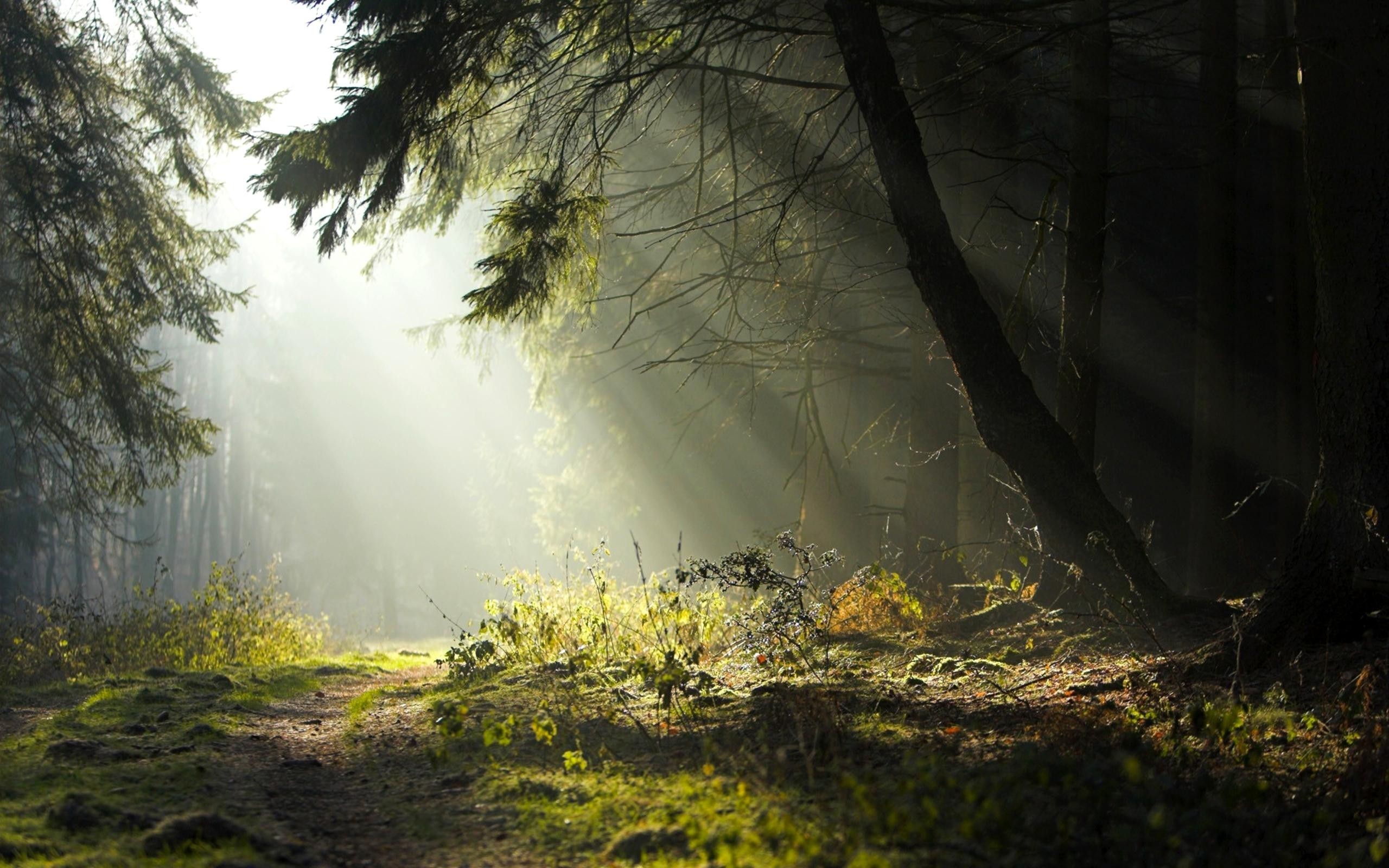 Forests Roads Rays Of Light Wallpapers