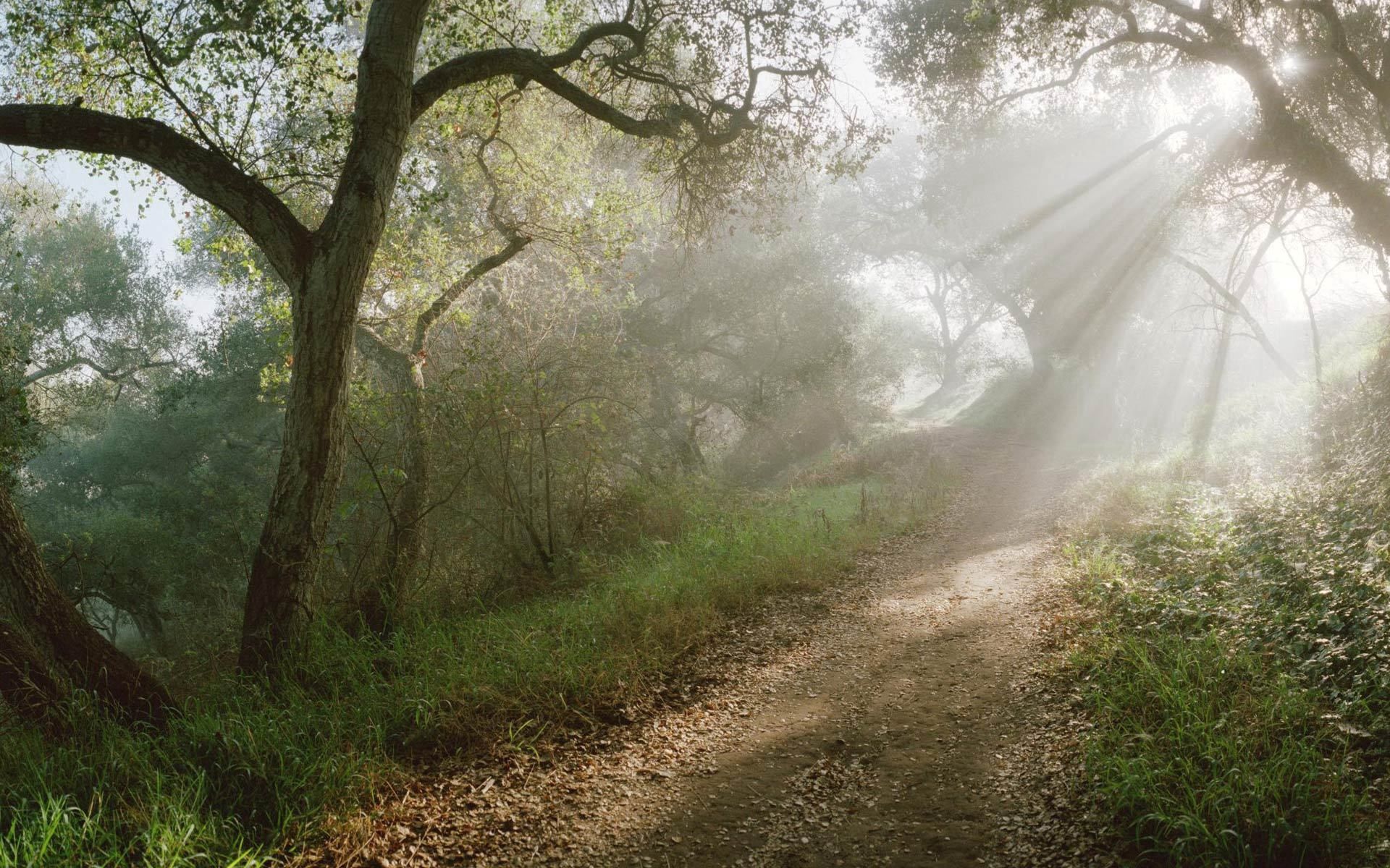 Forests Roads Rays Of Light Wallpapers