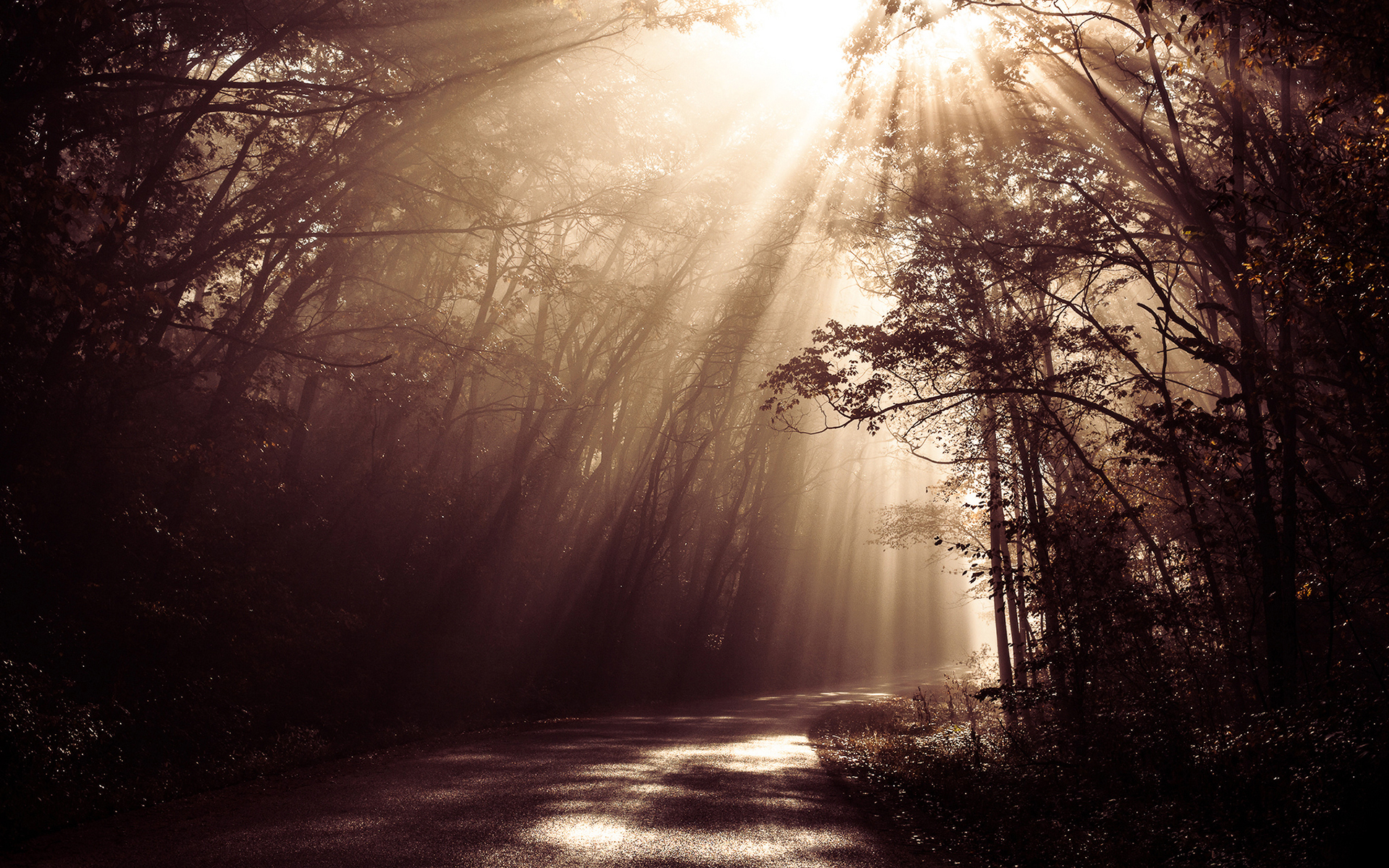 Forests Roads Rays Of Light Wallpapers