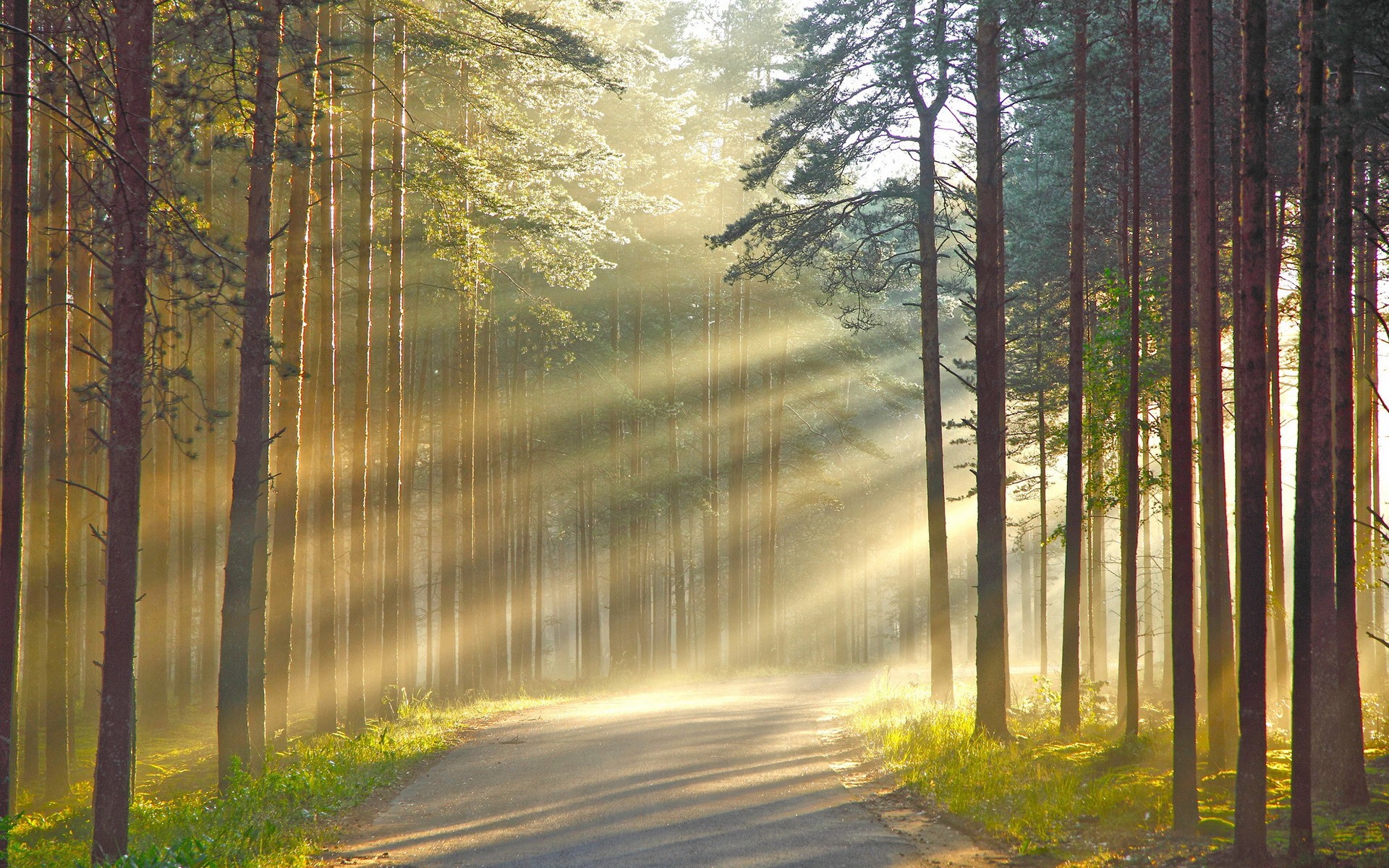 Forests Roads Rays Of Light Wallpapers