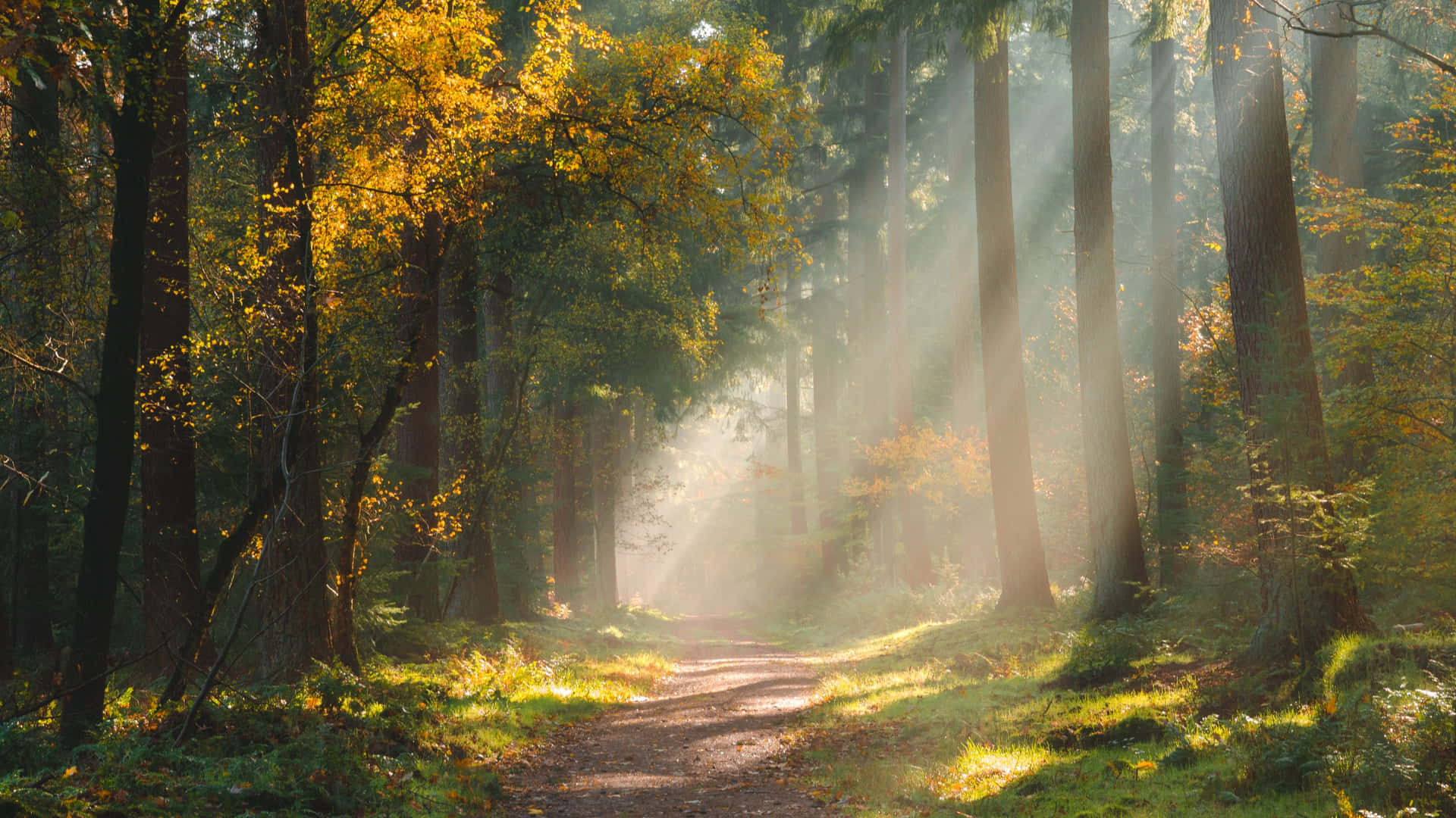 Forests Roads Rays Of Light Wallpapers