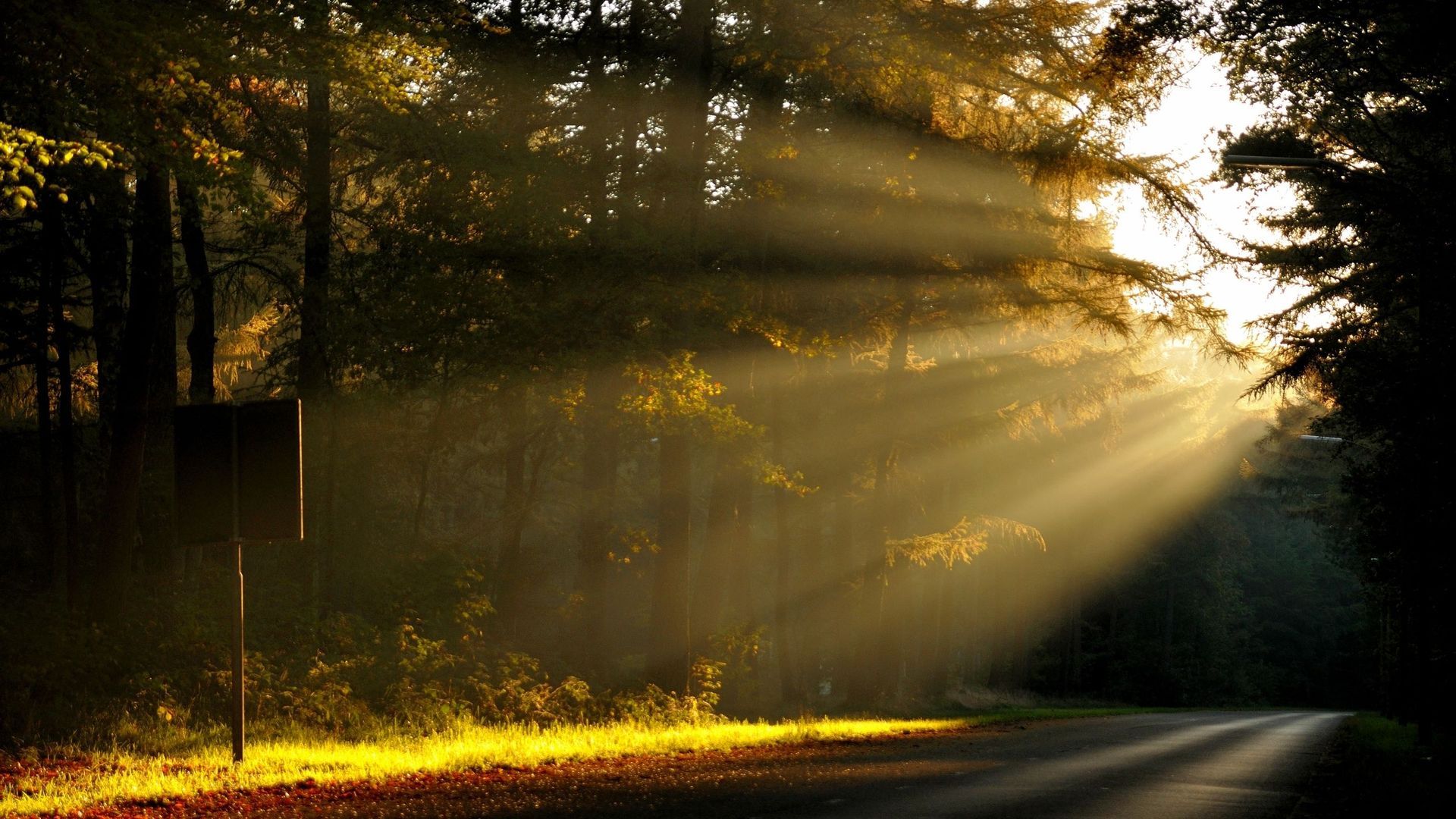 Forests Roads Rays Of Light Wallpapers