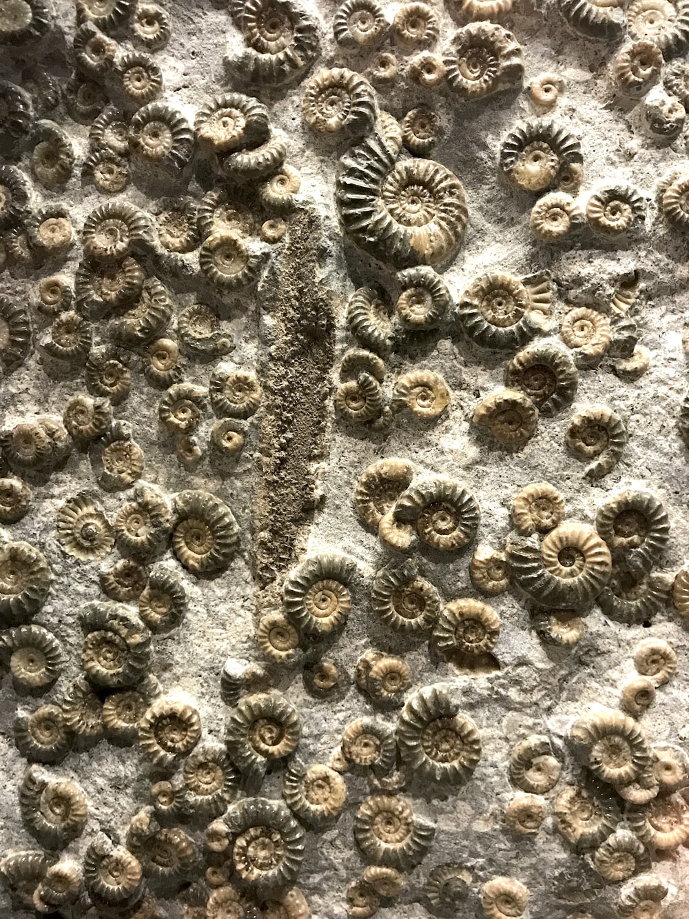 Fossil Wallpapers