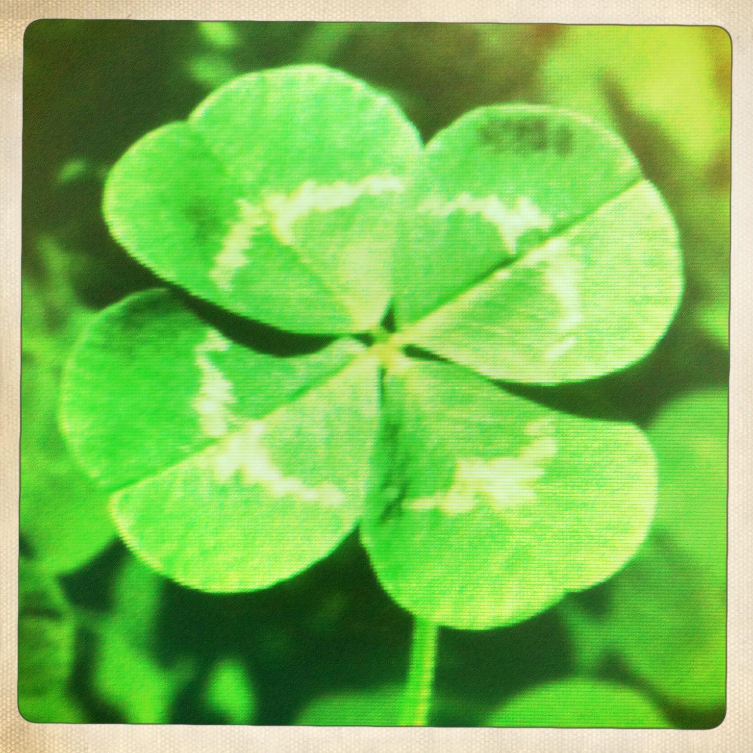 Four Leaf Clover Wallpapers