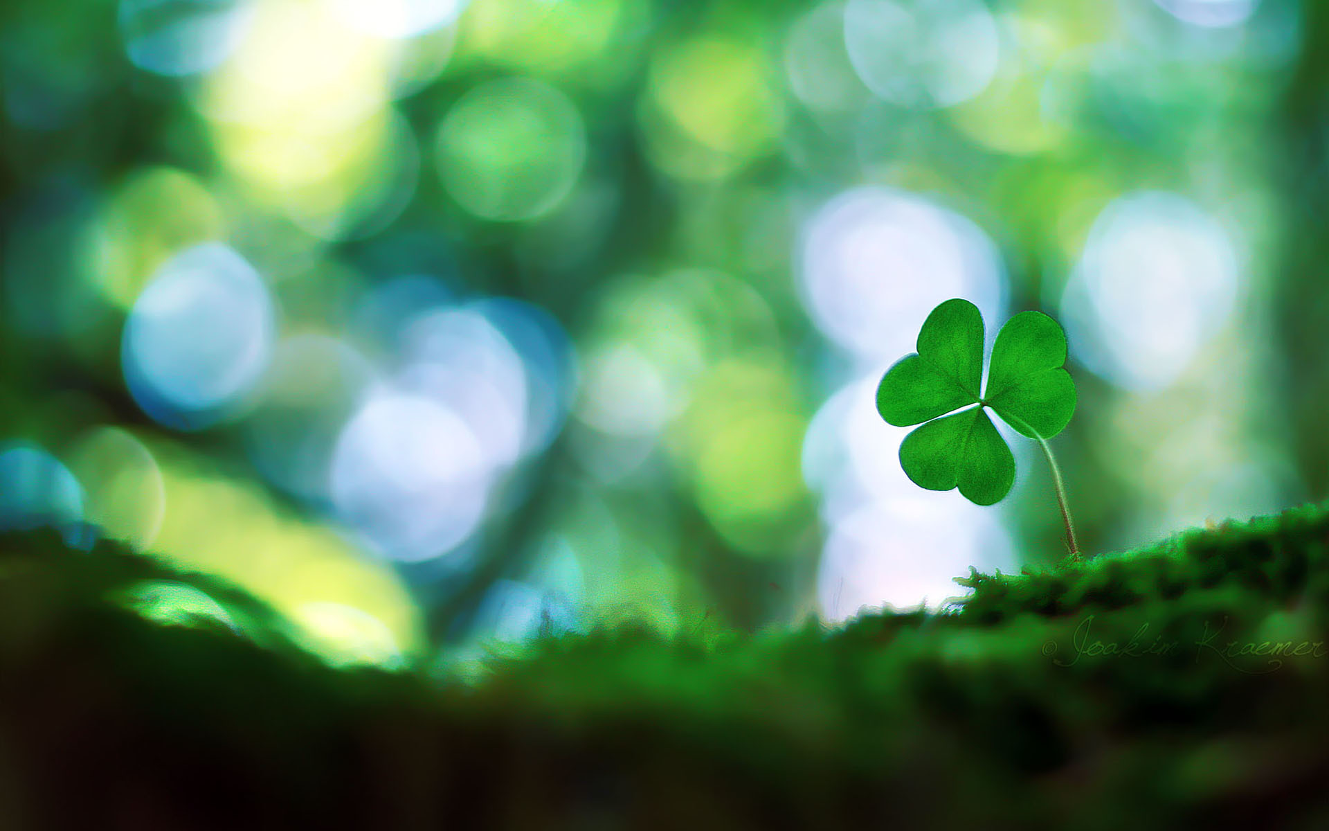 Four Leaf Clover Wallpapers