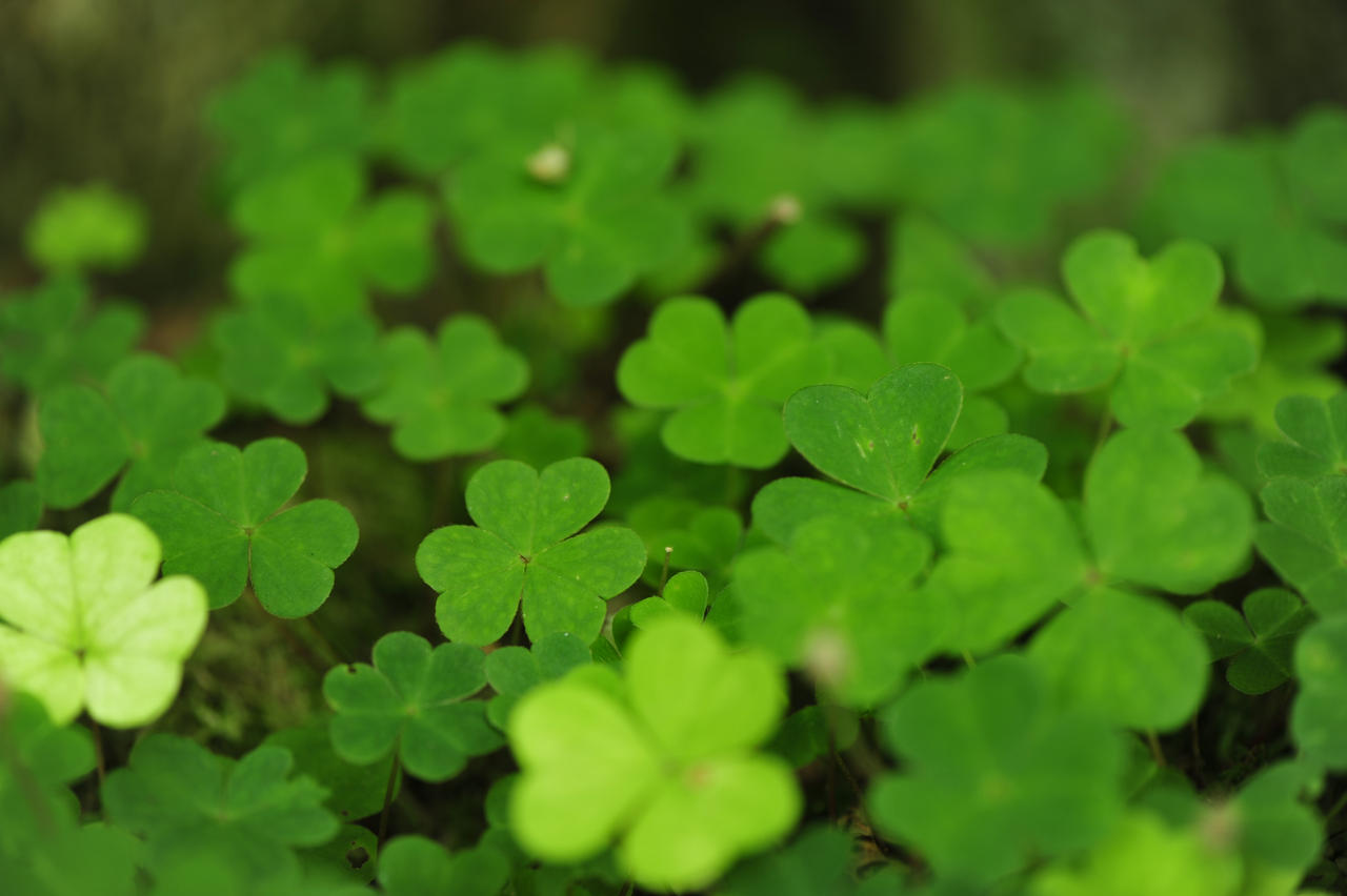 Four Leaf Clover Wallpapers