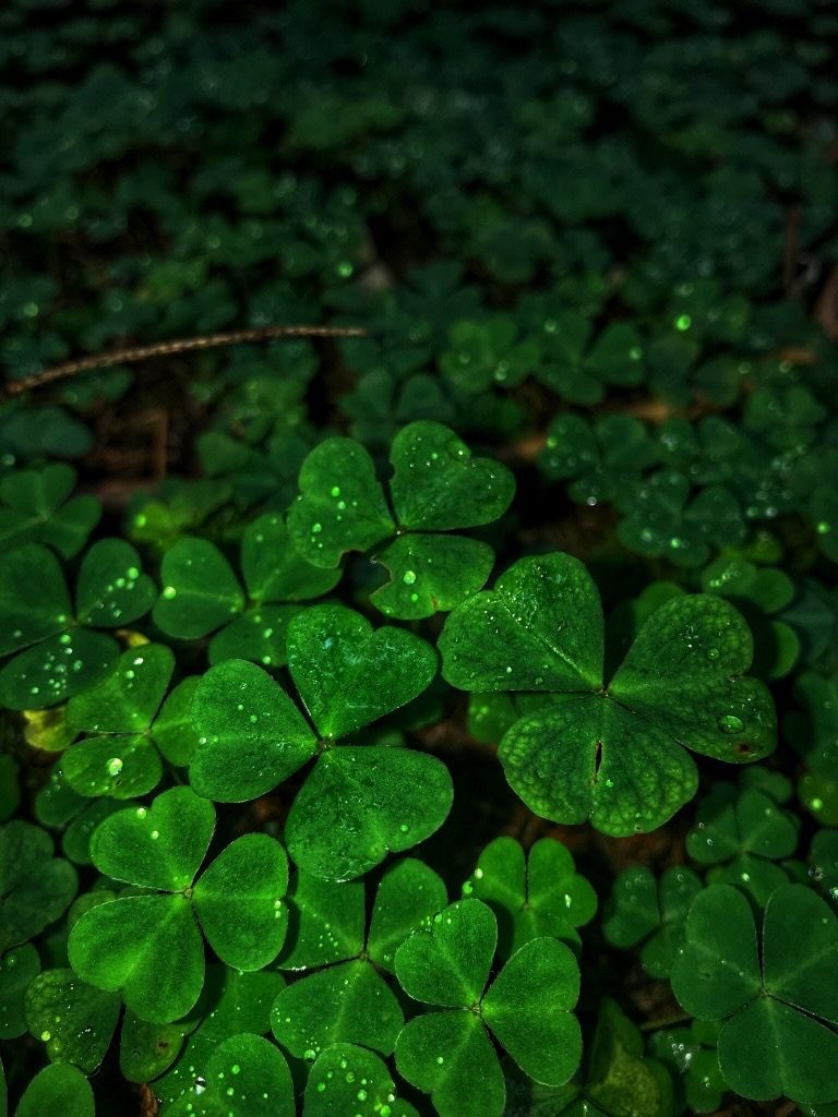 Four Leaf Clover Wallpapers