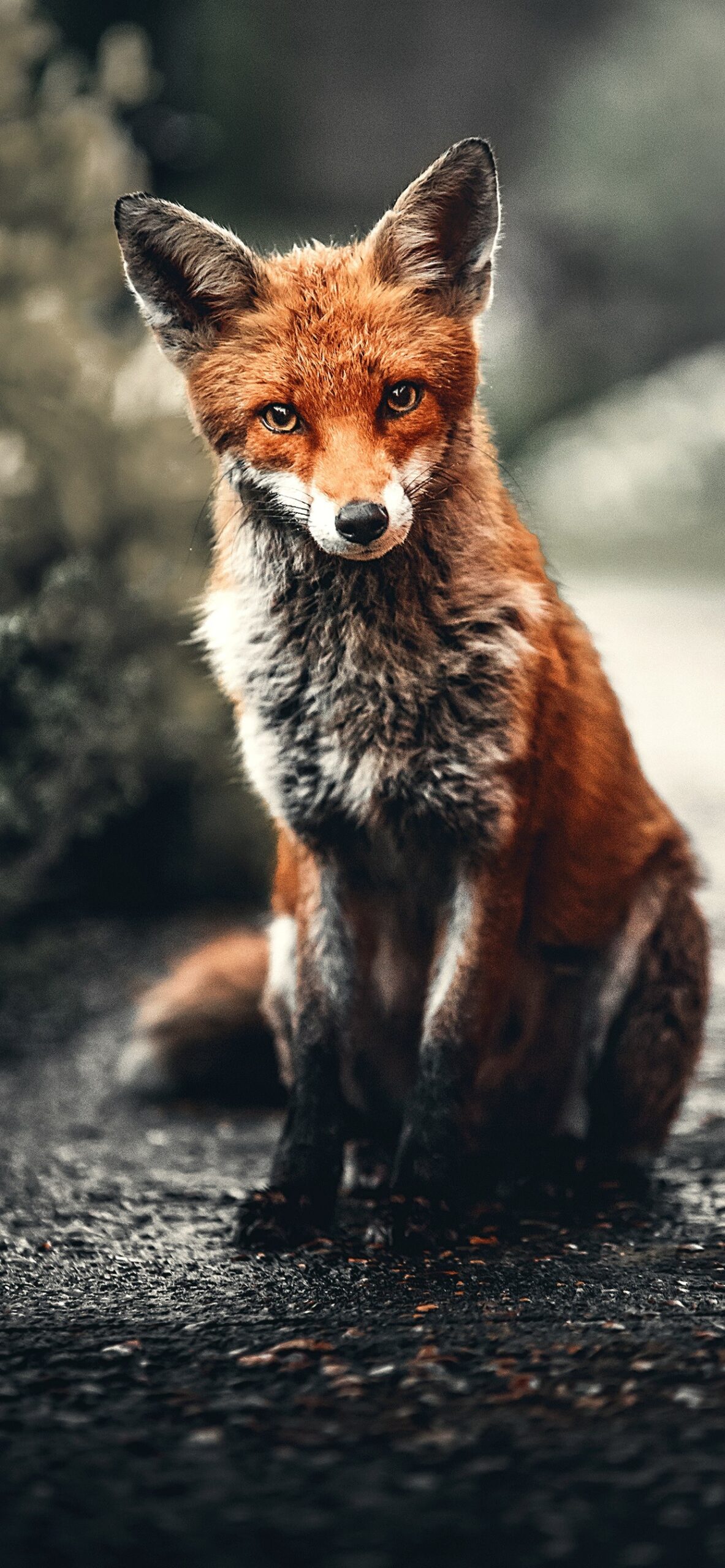 Fox Iphone Wallpapers