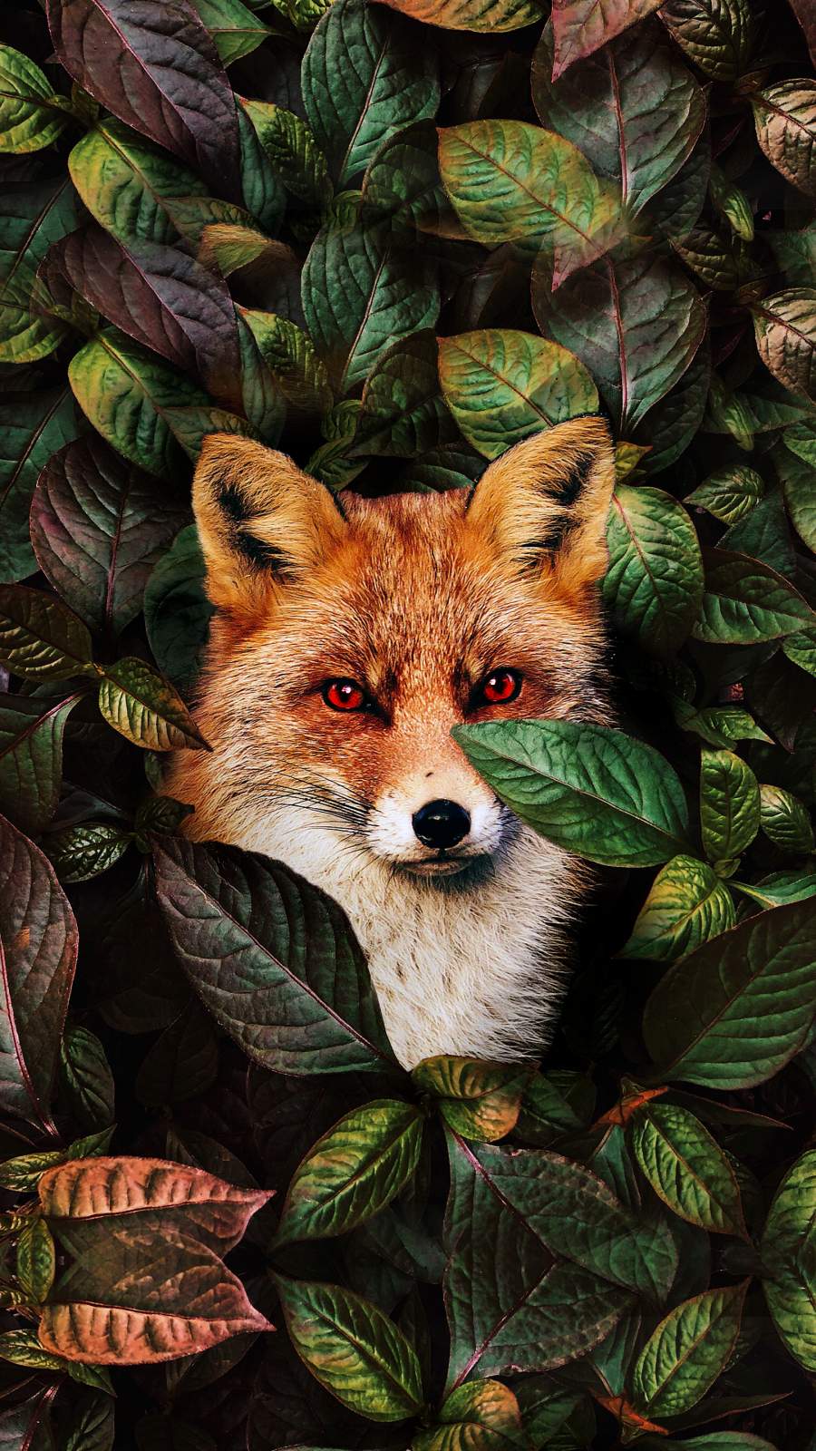 Fox Iphone Wallpapers