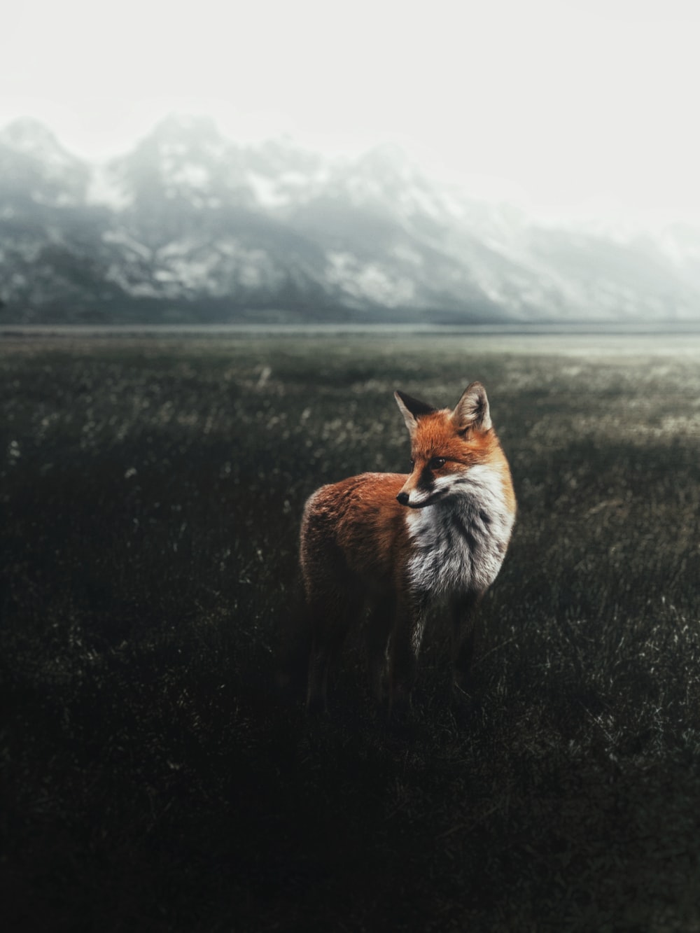 Fox Wallpapers