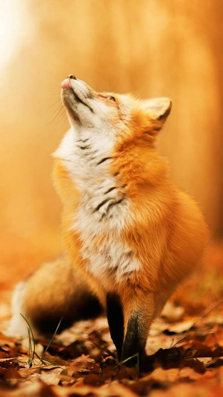 Fox Wallpapers