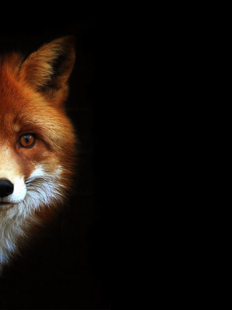 Foxes Background