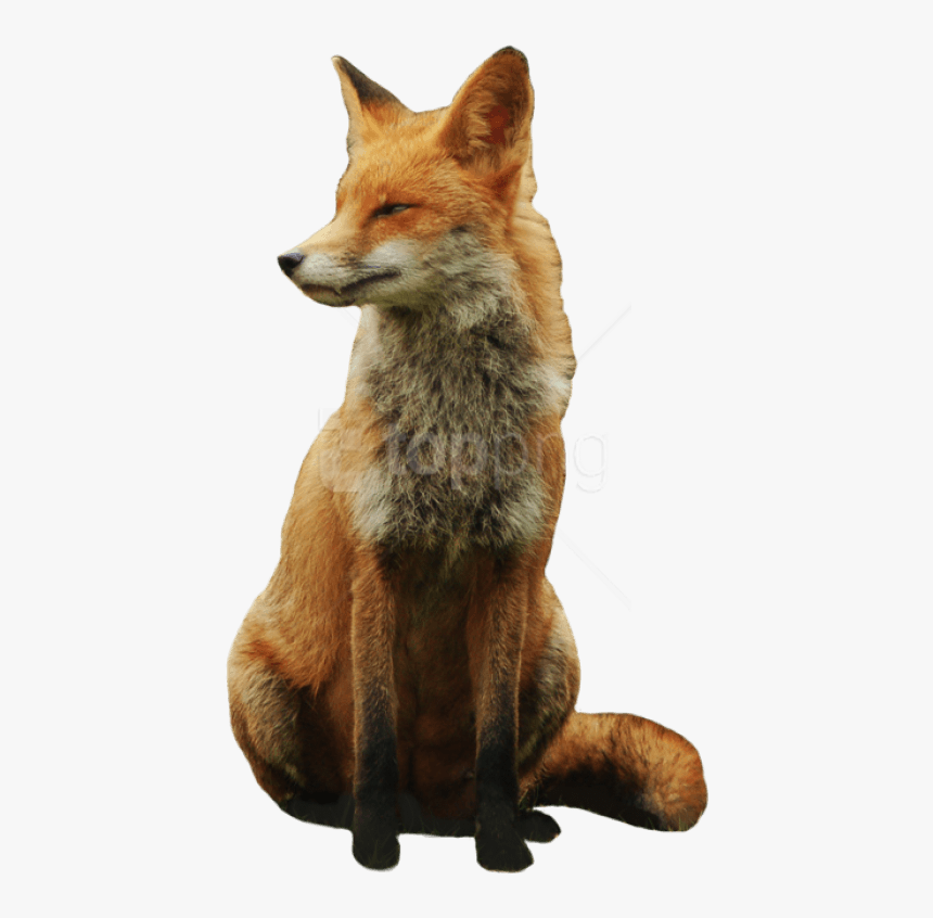 Foxes Background