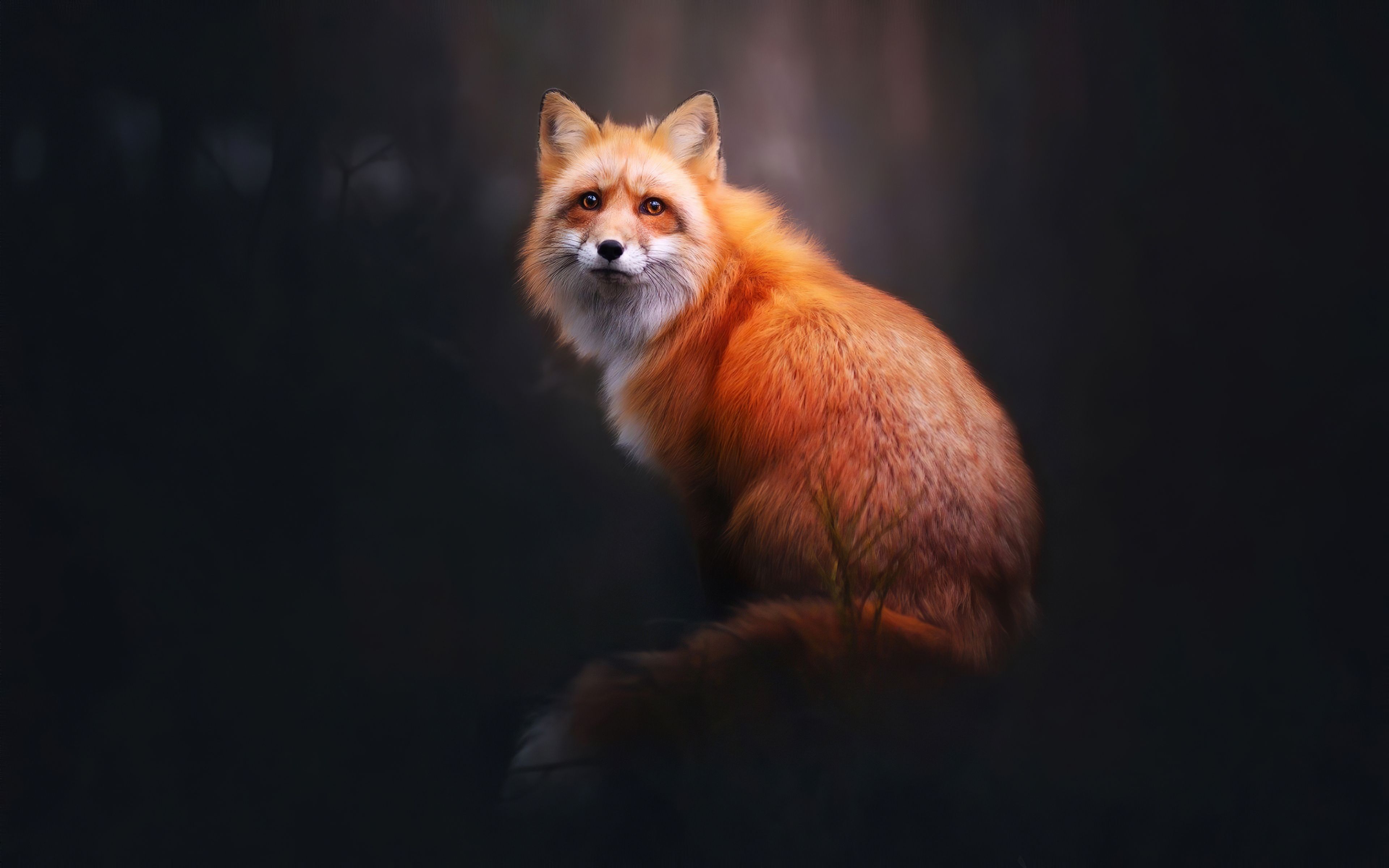 Foxes Background