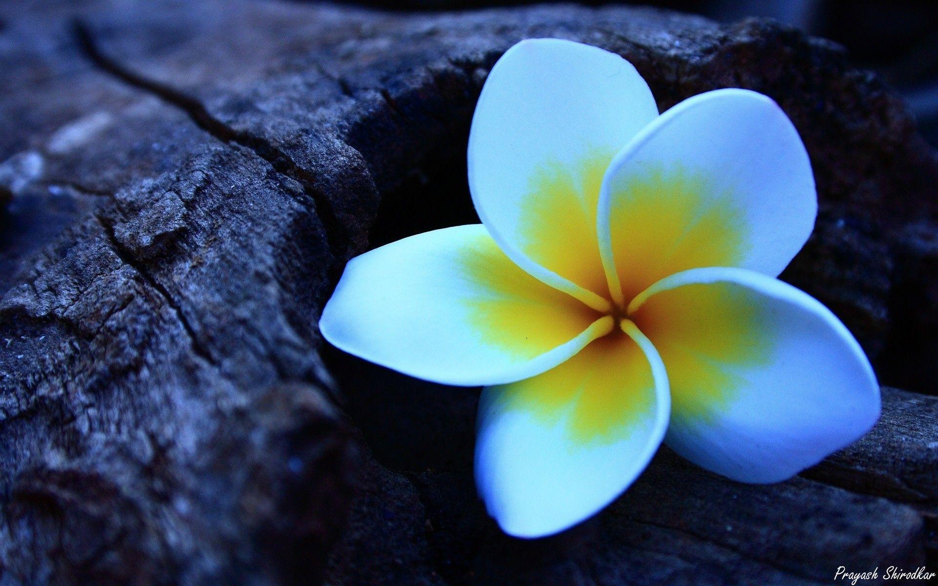 Frangipani Wallpapers