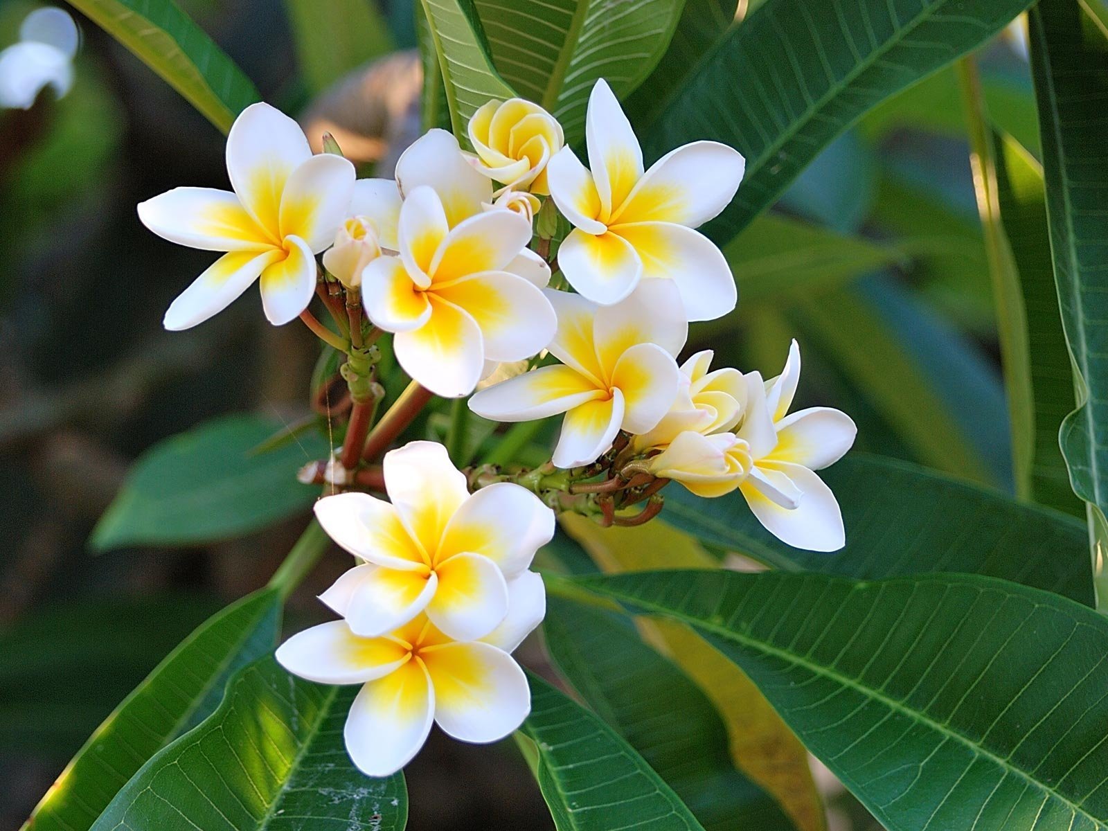 Frangipani Wallpapers