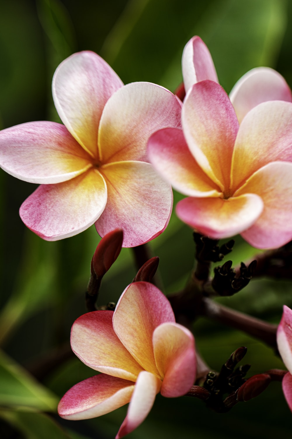 Frangipani Wallpapers