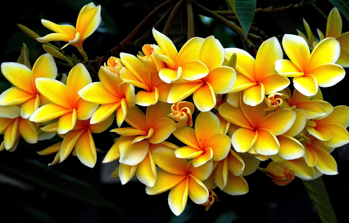 Frangipani Wallpapers