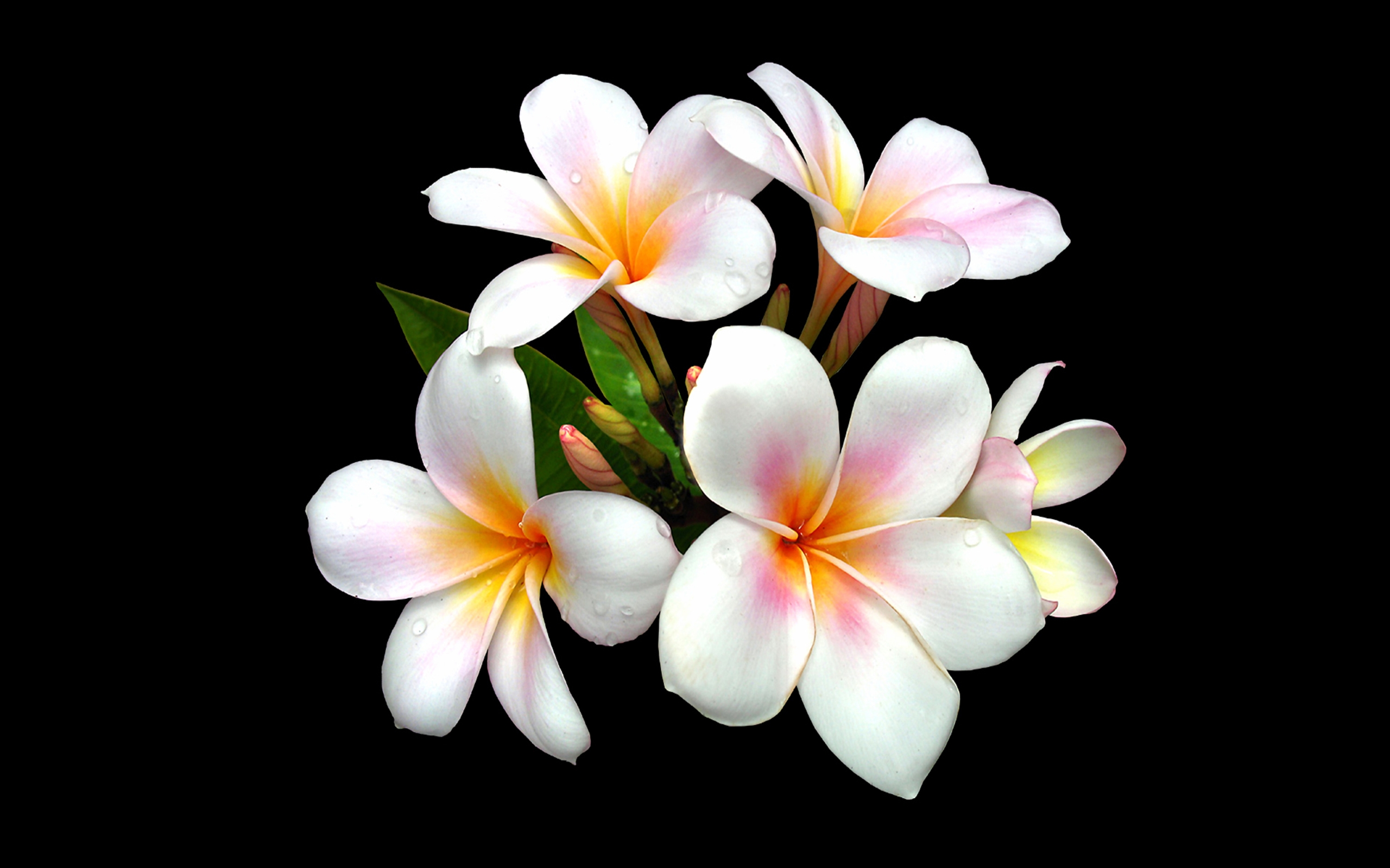 Frangipani Wallpapers