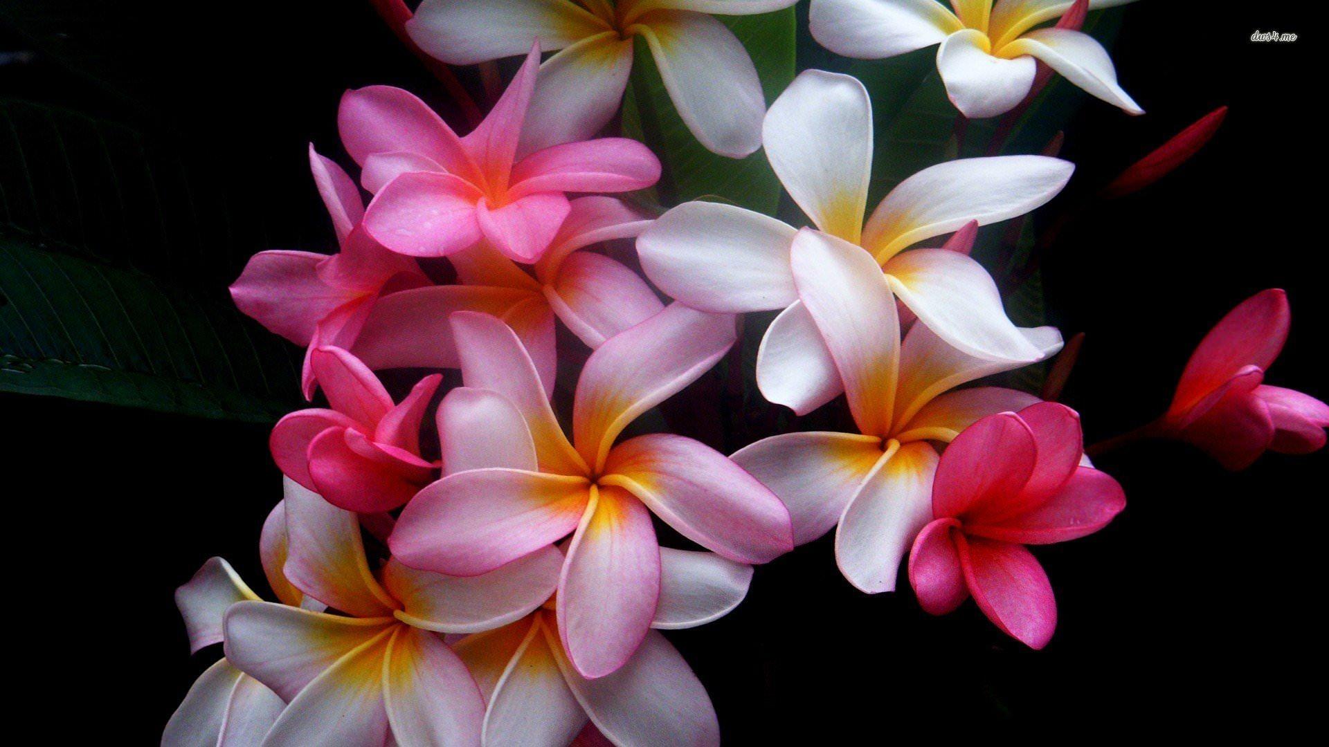 Frangipani Wallpapers