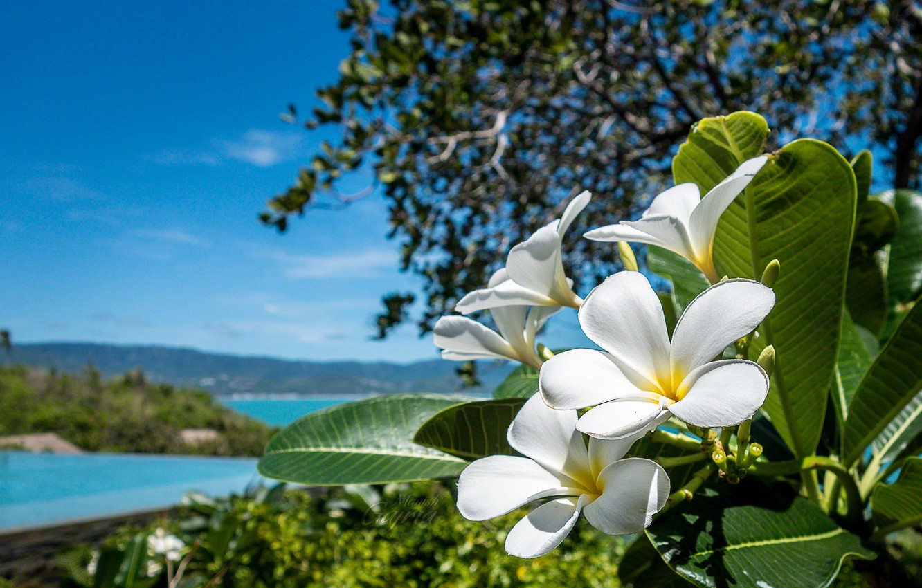 Frangipani Wallpapers