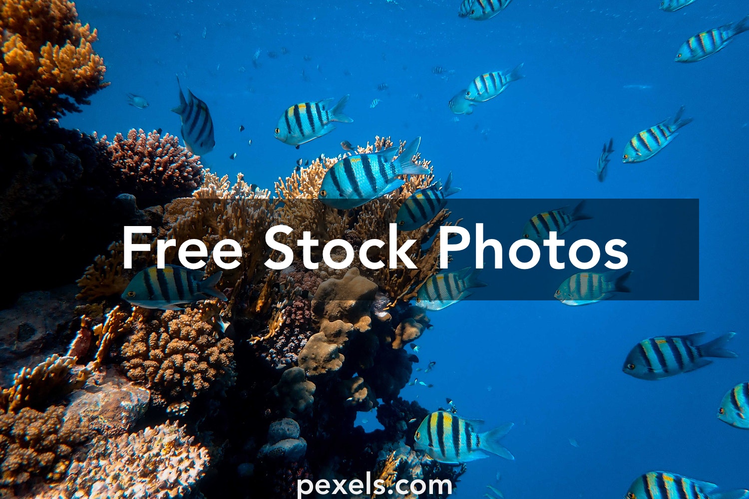 Free Fish And Coral Wallpapers